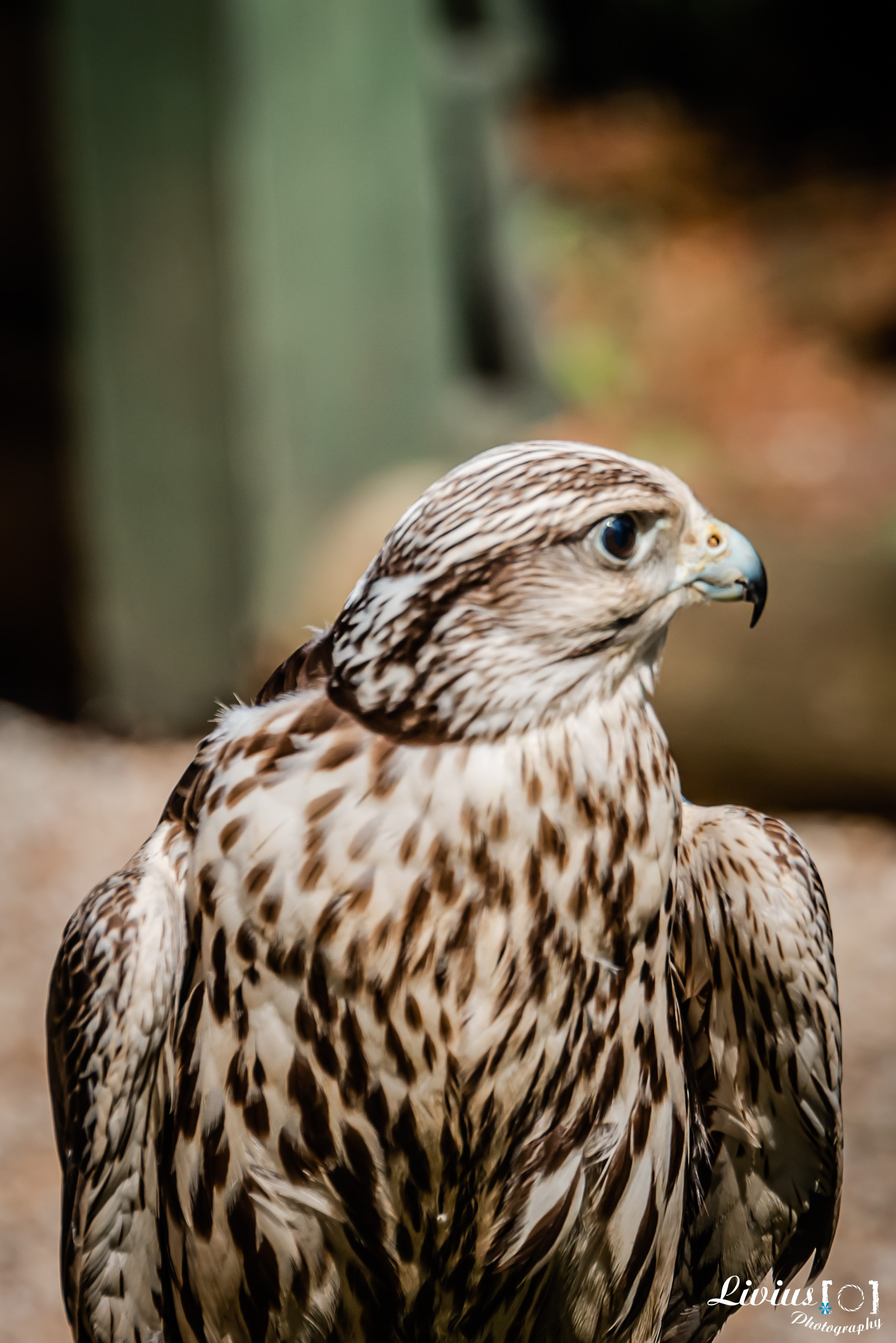 Wildpark Tambach. FOTO KREATIV