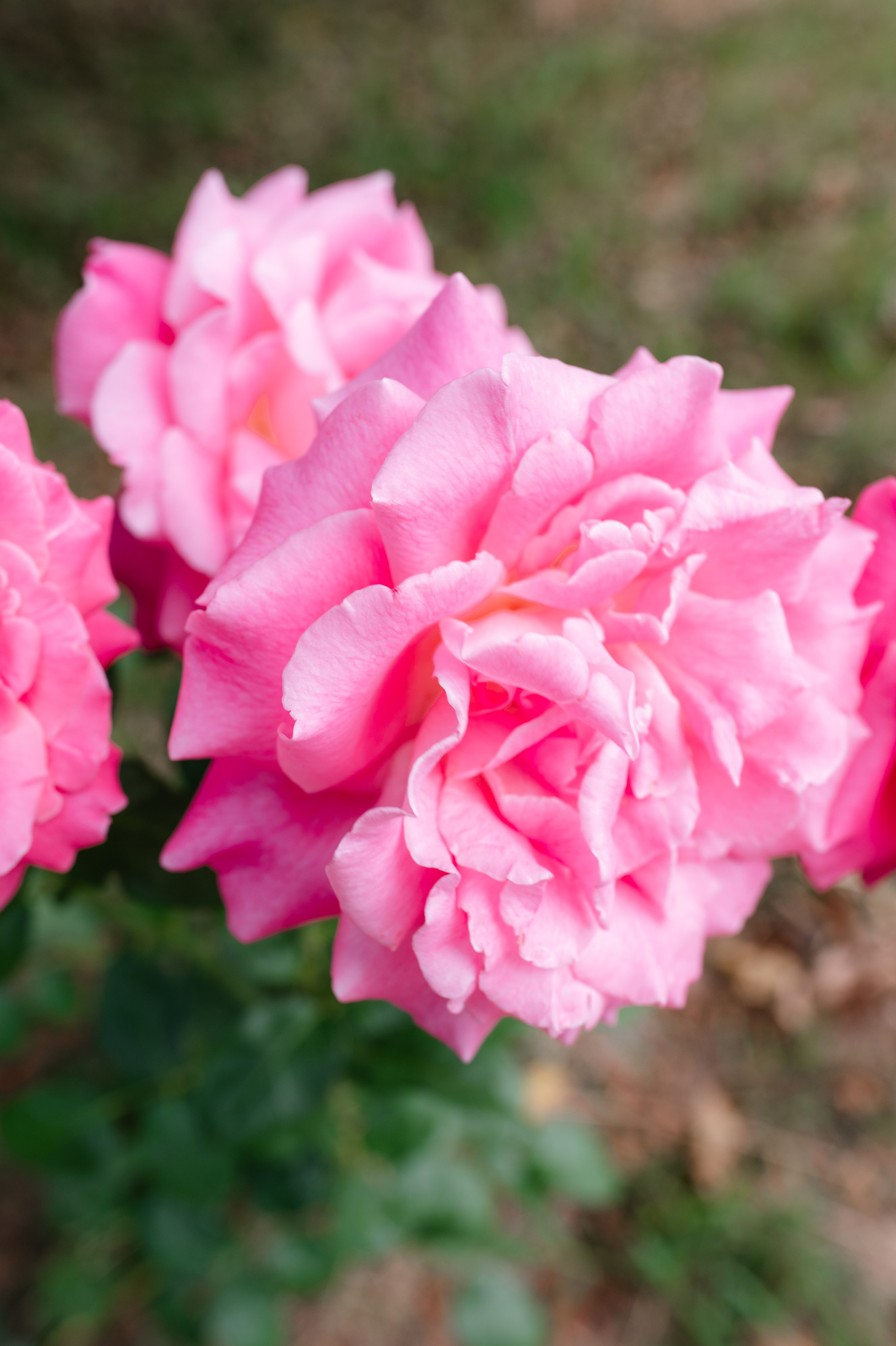 Alexandra + Adrian | Wedding. Alexandra Hanu Photographer