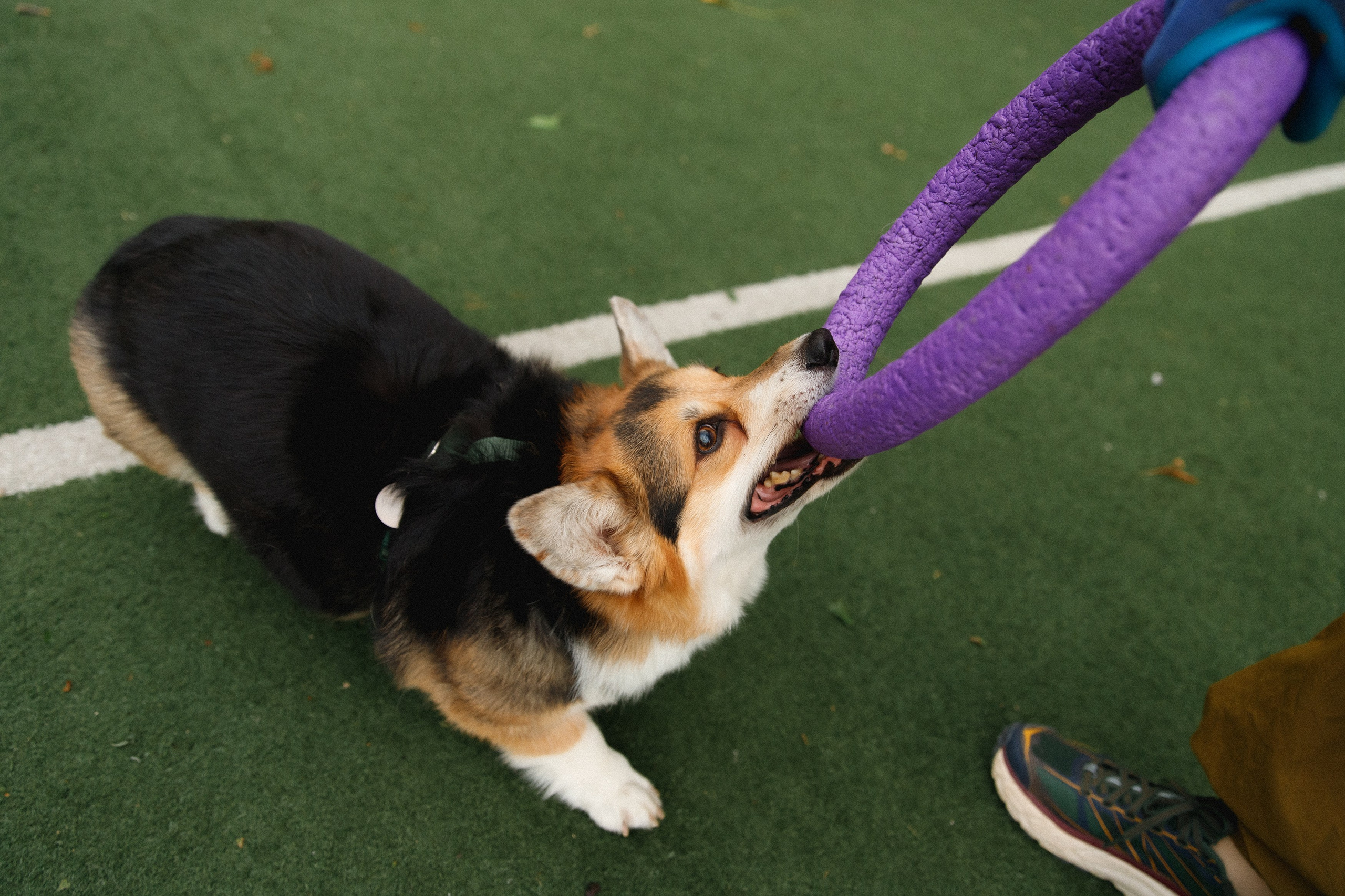 Sasha & Leonid. Kaja | fotograf psów we Wrocławiu