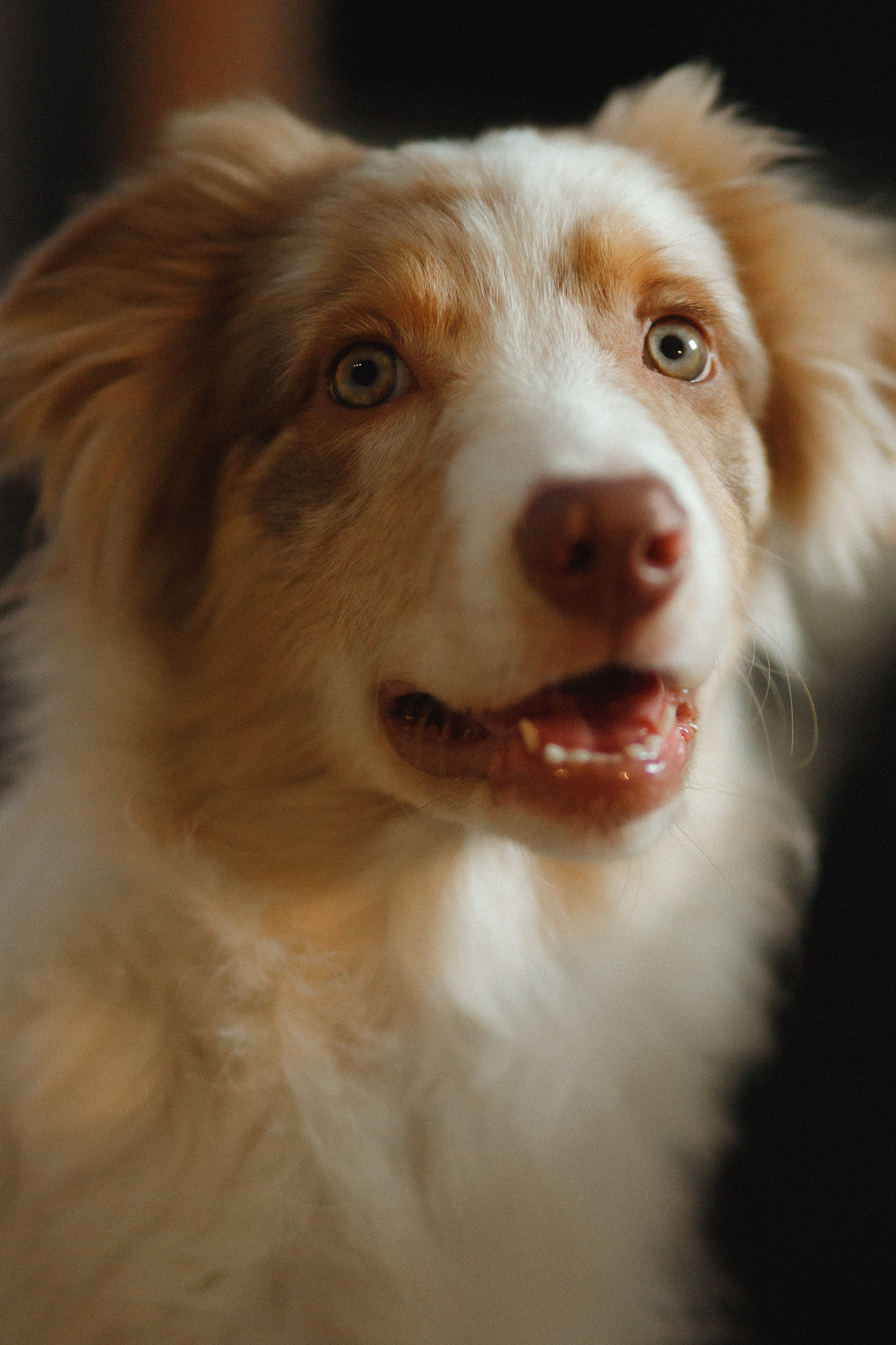 Fotografia psów Wrocław. Kaja | fotograf we Wrocławiu | ludzie i psy