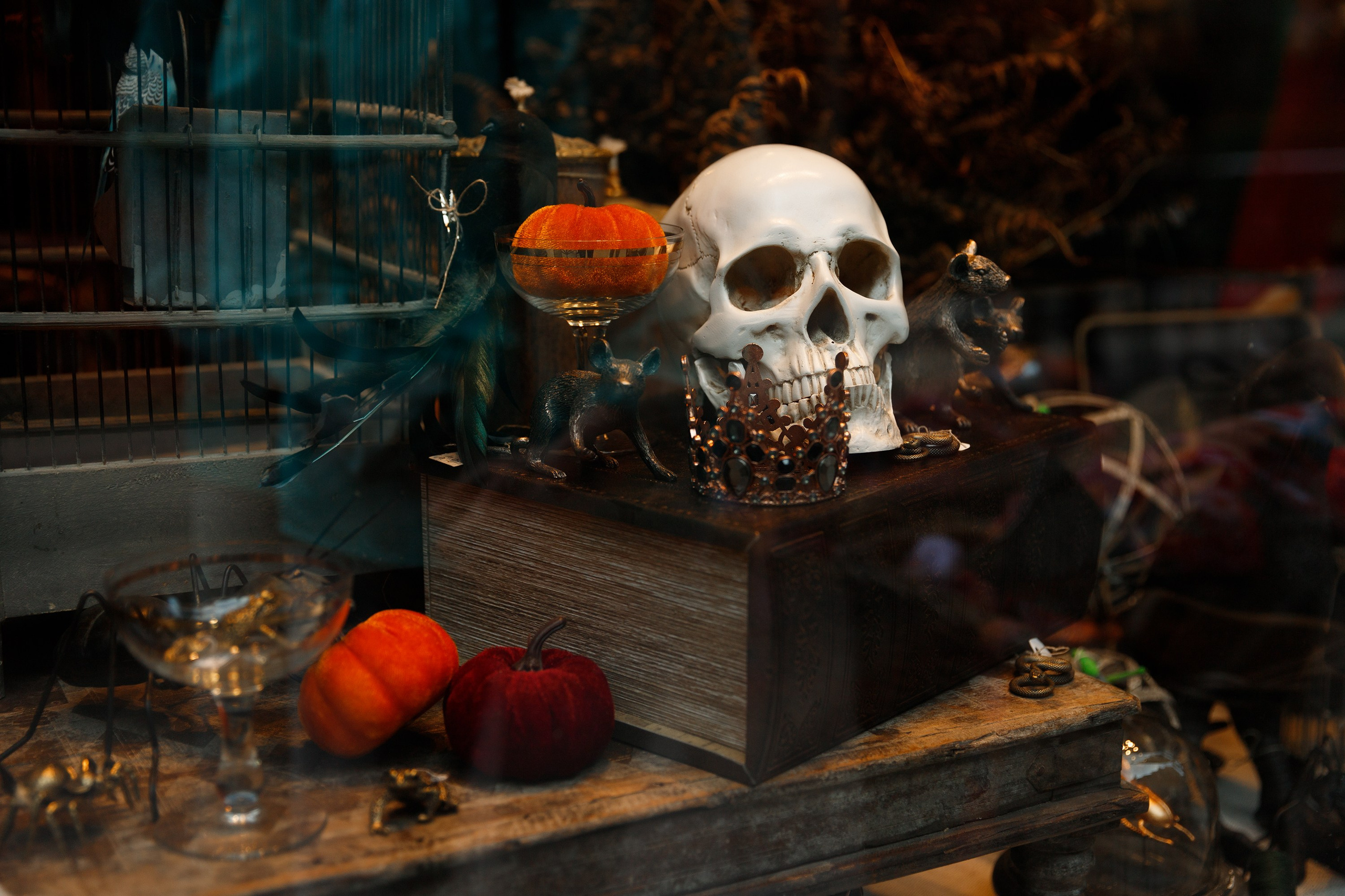 Helsinki. Kaja | fotograf psów we Wrocławiu