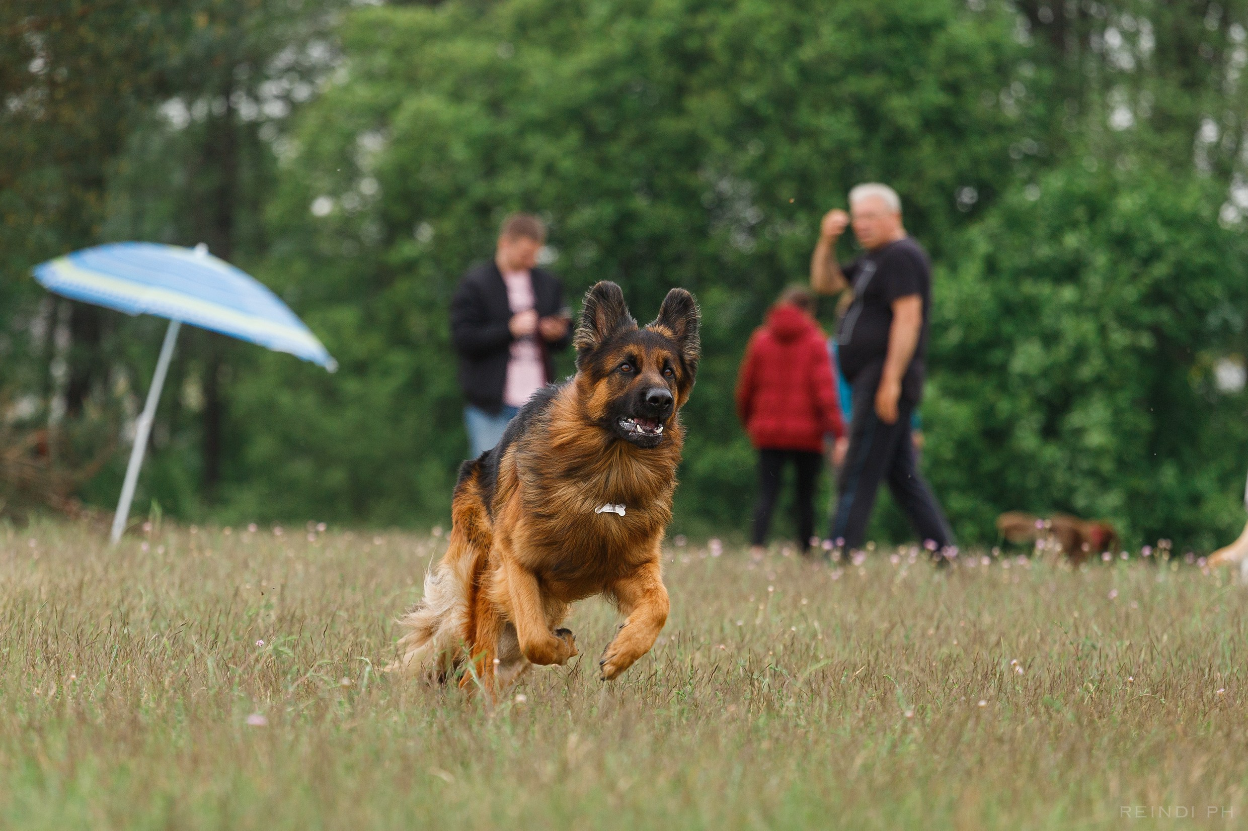 Dog frisbee championship | summer. Kaja | fotograf we Wrocławiu | ludzie i psy