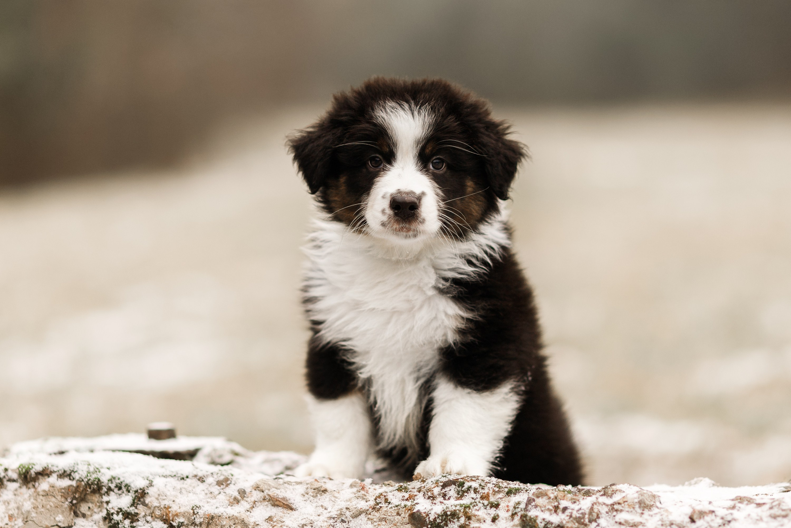 Pack of aussie puppies. Kaja | fotograf psów we Wrocławiu