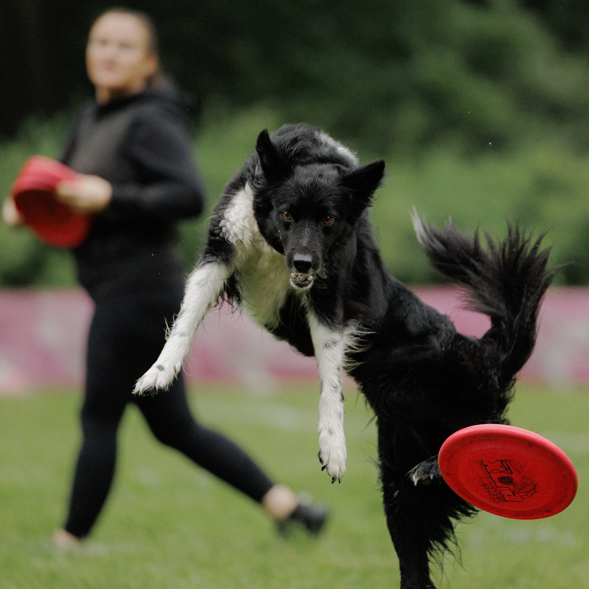 Latające psy, Wrocław'25. Kaja | fotograf psów we Wrocławiu