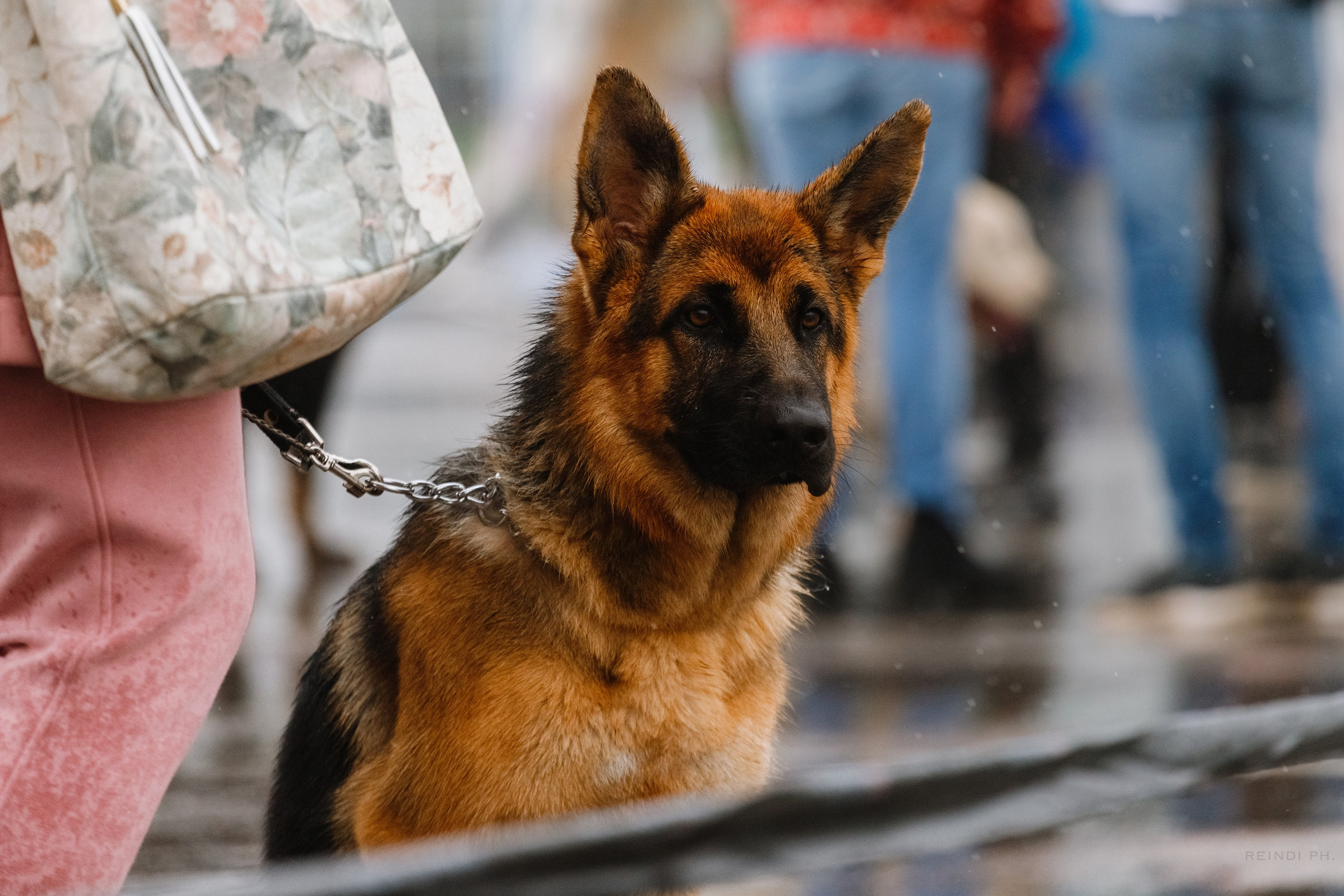 Rainy dog show in Grodno. Kaja | fotograf we Wrocławiu | ludzie i psy
