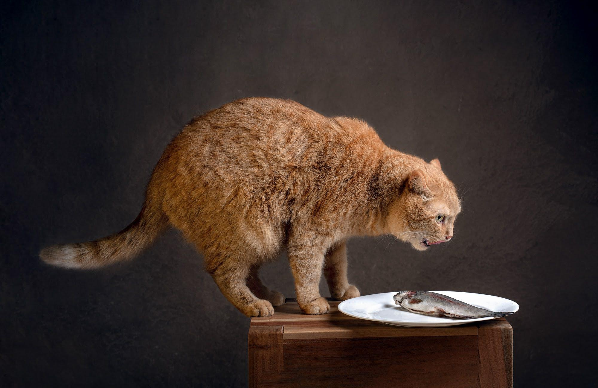 Foto einer Katze, die einen Fisch angreift
