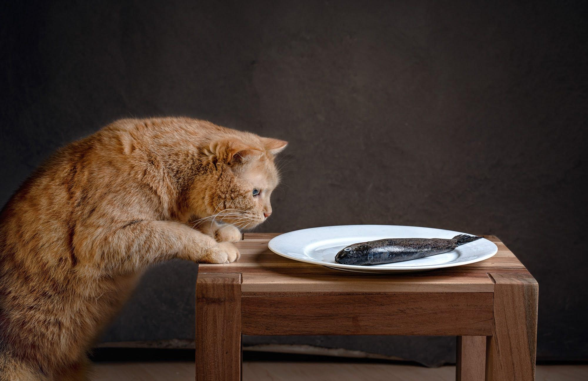Foto einer Katze, die Fische betrachtet
