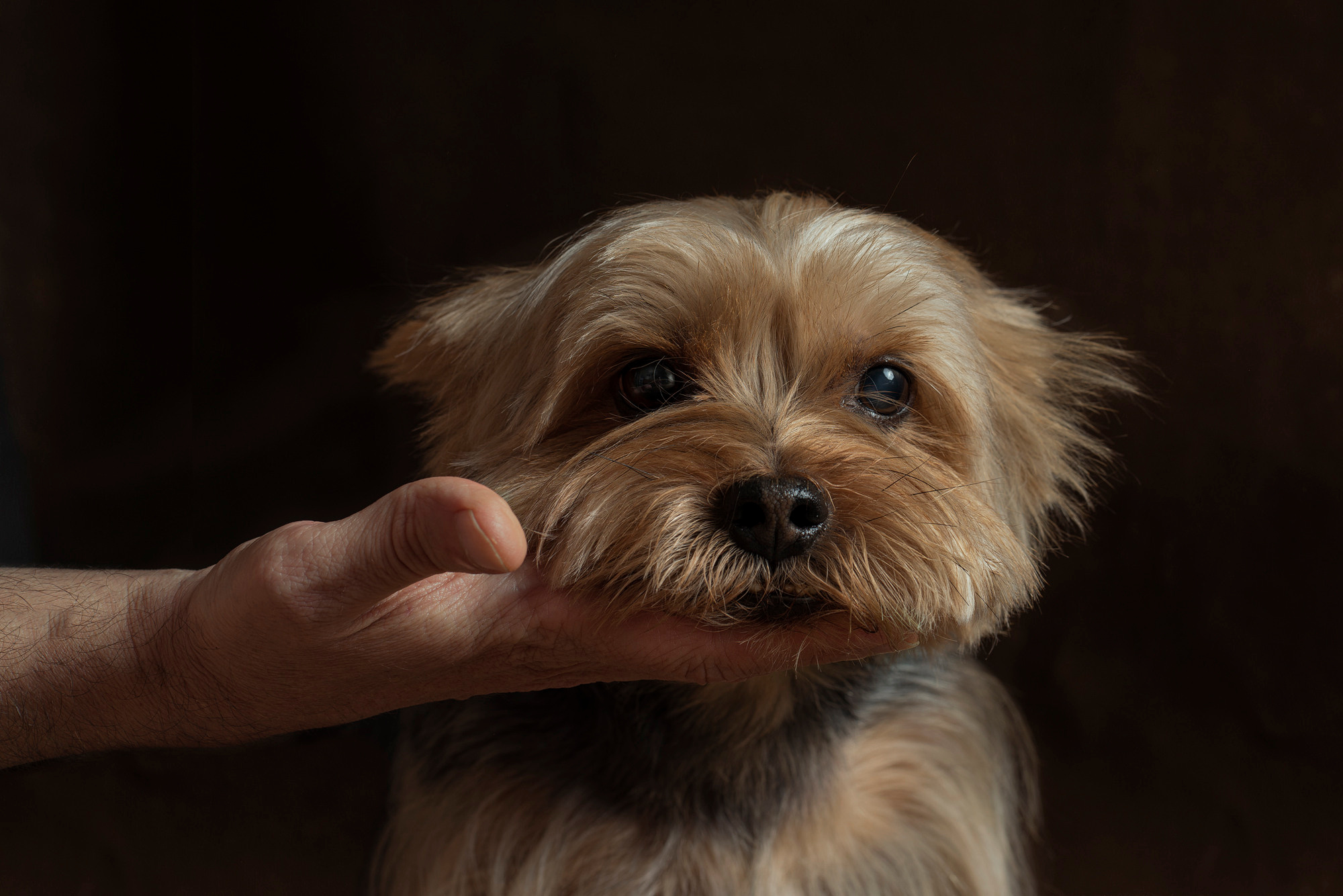 Fotoporträt eines Hundes auf der Hand auf dunklem Hintergrund