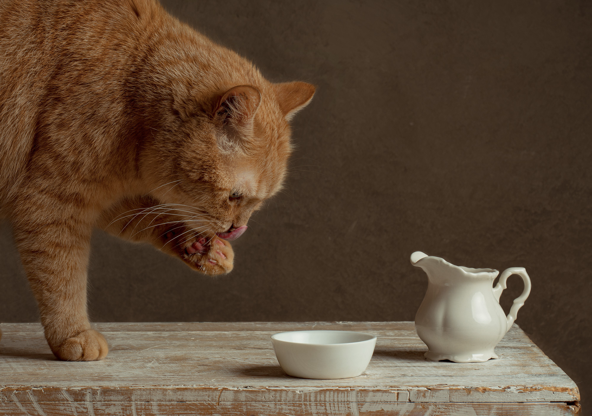 Foto einer Katze auf dunklem Hintergrund