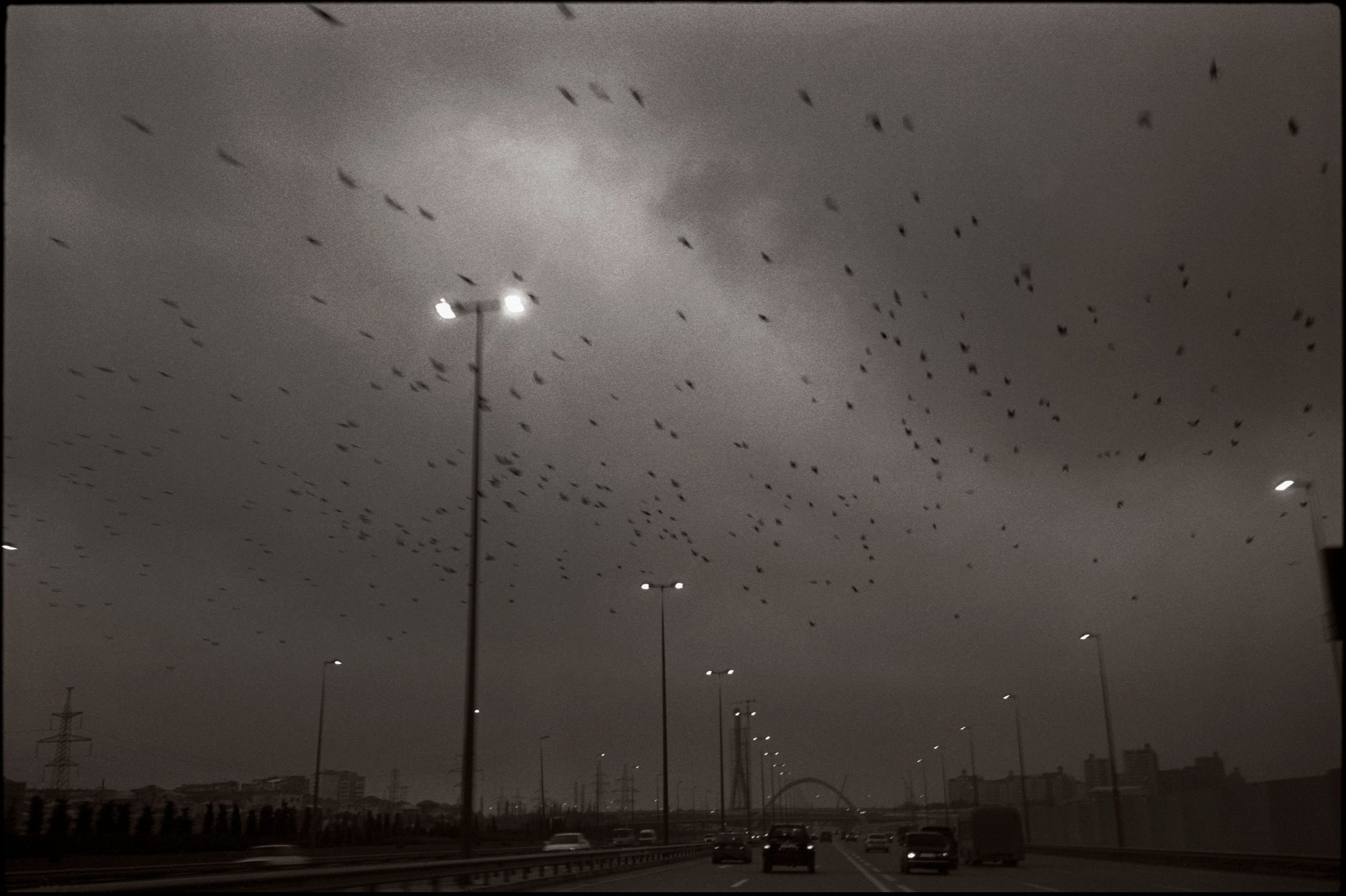 Birds.  Baku, 2012