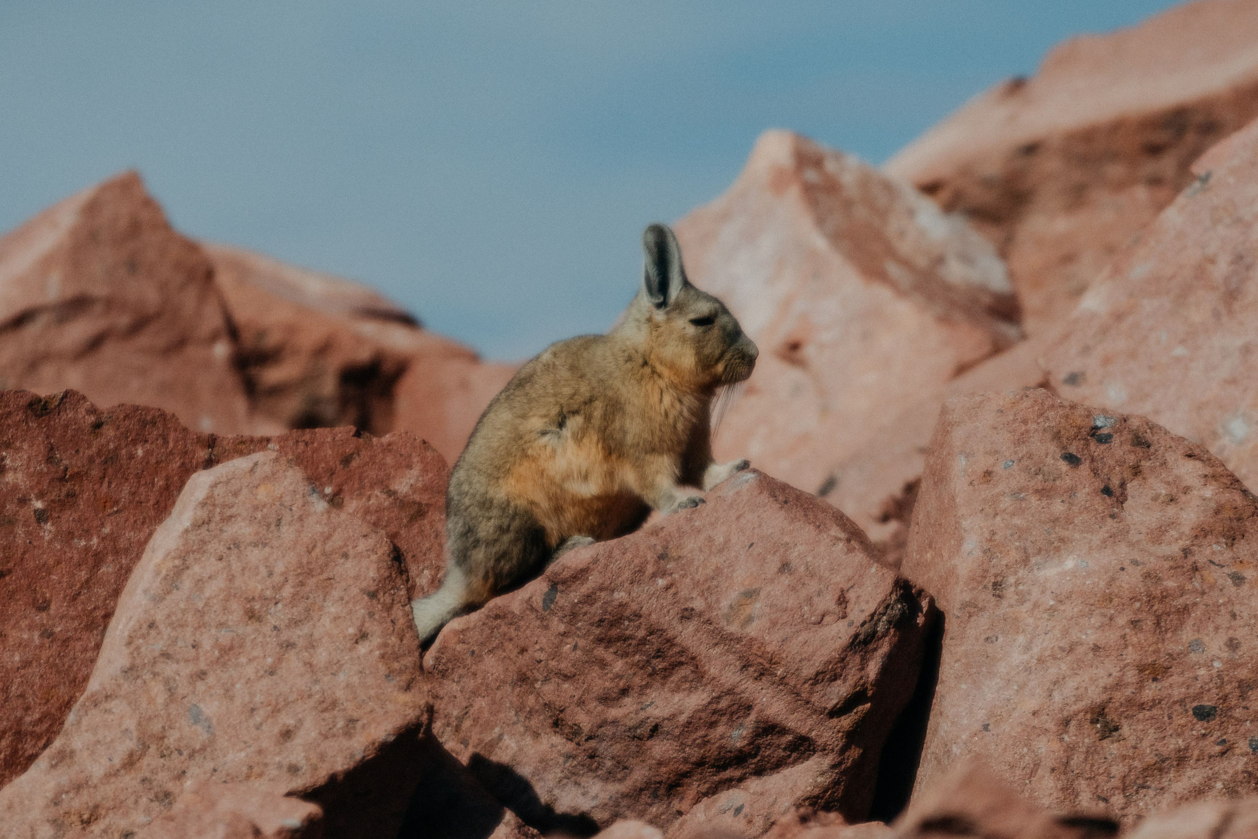 Família Ragazzi (cobertura em passeio). Principal