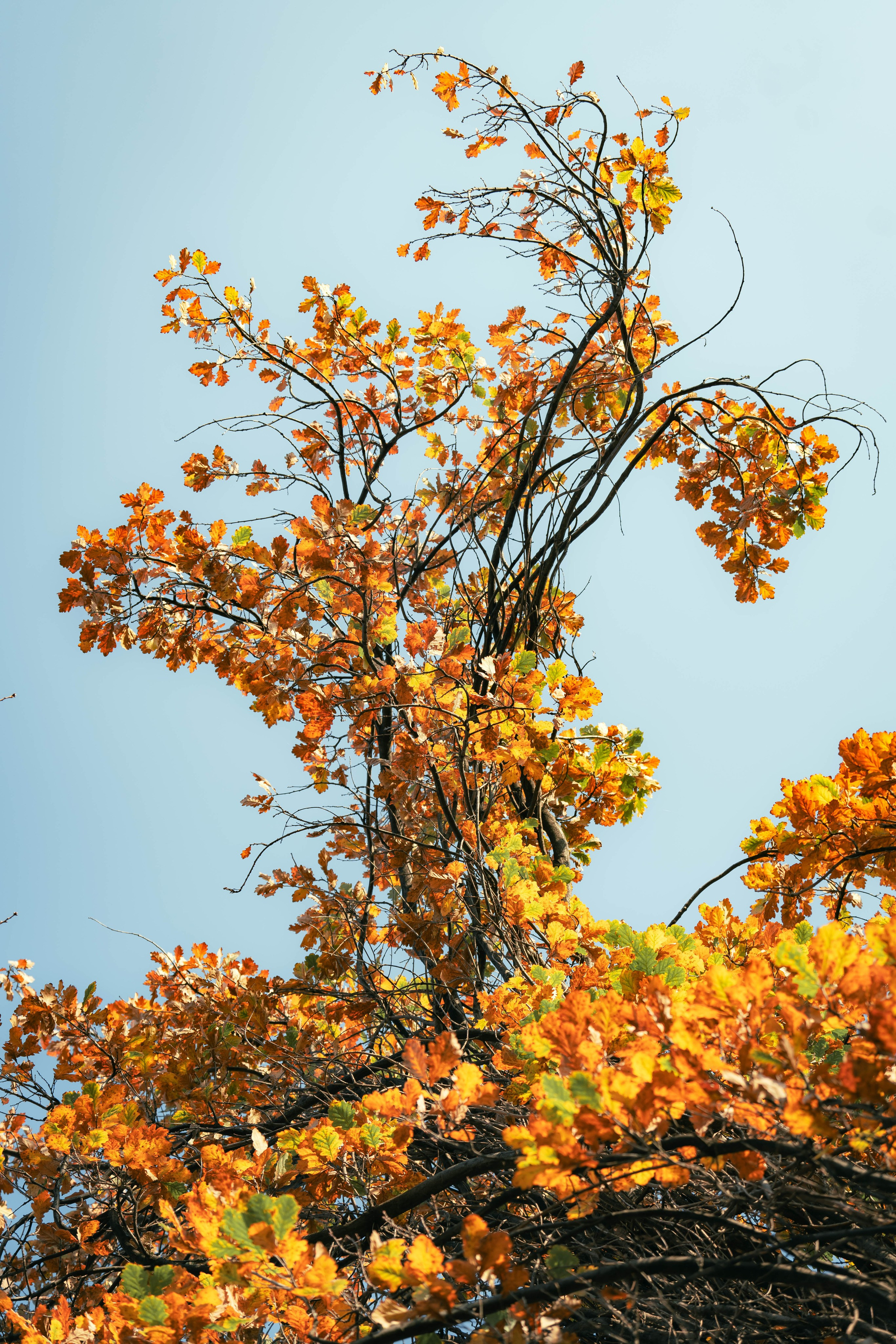 Ташкентская осень. Георгий Намазов | Фотограф в Ташкенте
