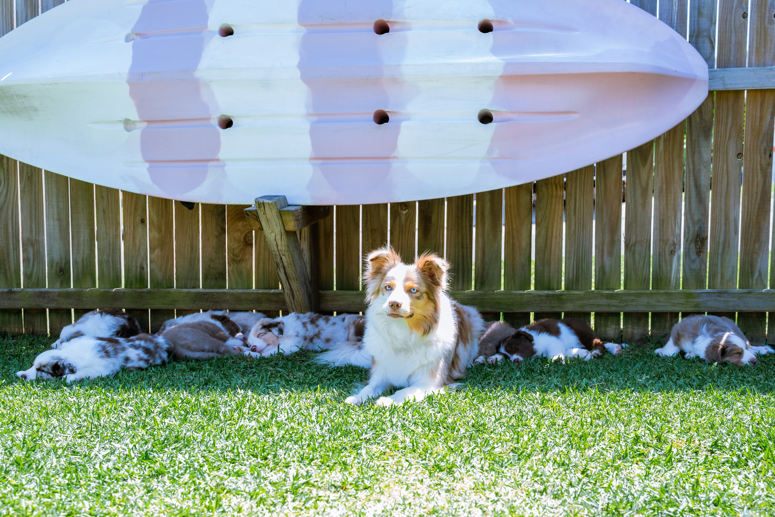 Goldies Collies — Pups. Natural and candid photography Jean Santiago