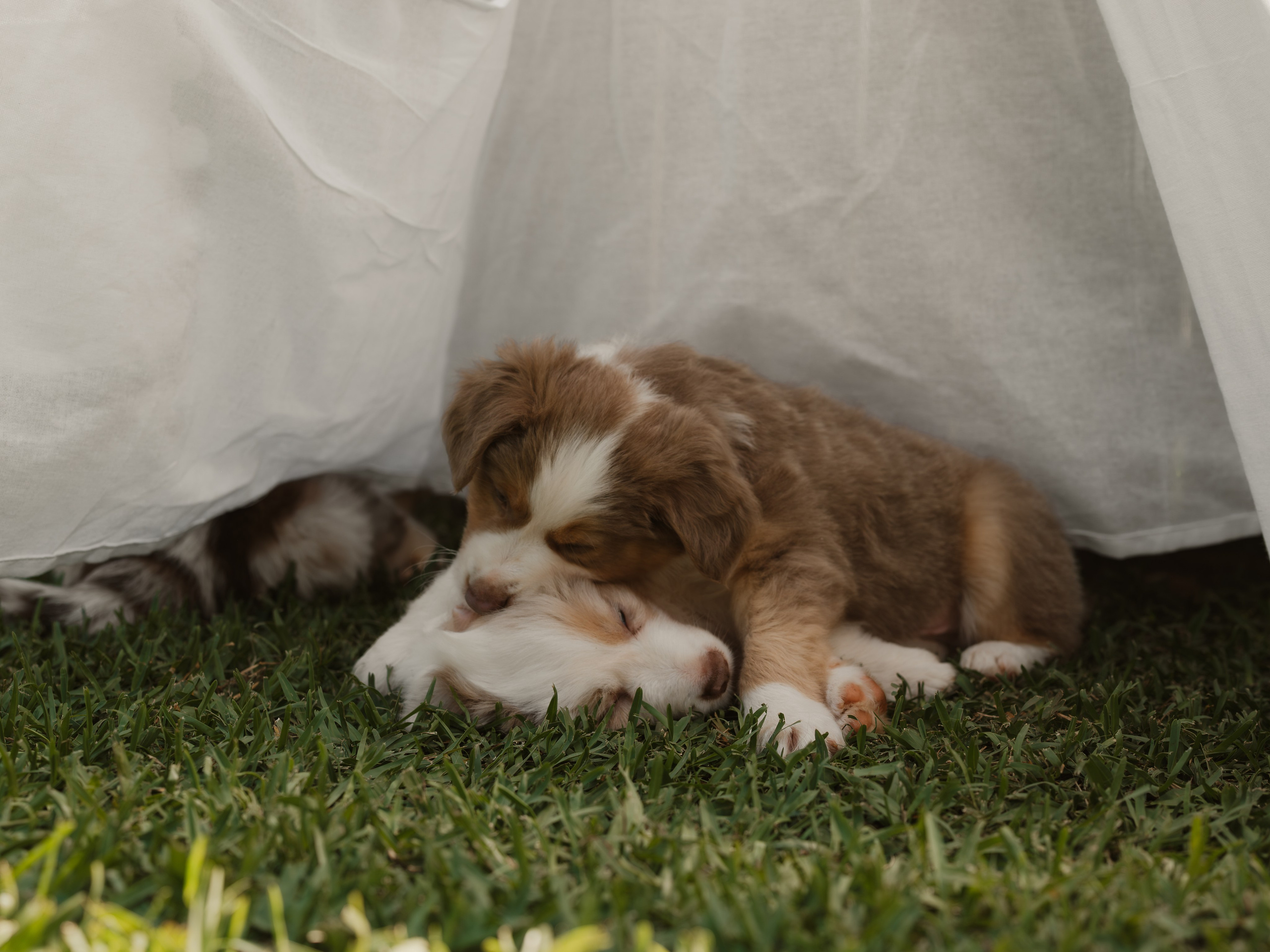 Goldies Collies — Pups. Natural and candid photography Jean Santiago