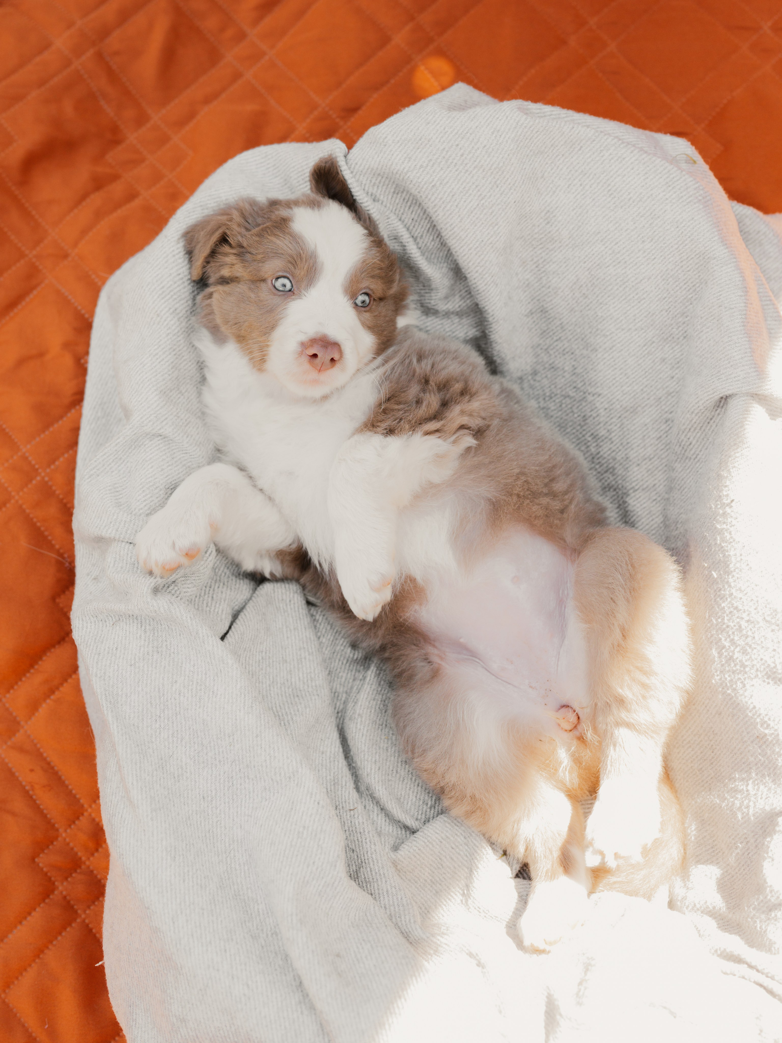 Goldies Collies — Pups. Natural and candid photography Jean Santiago