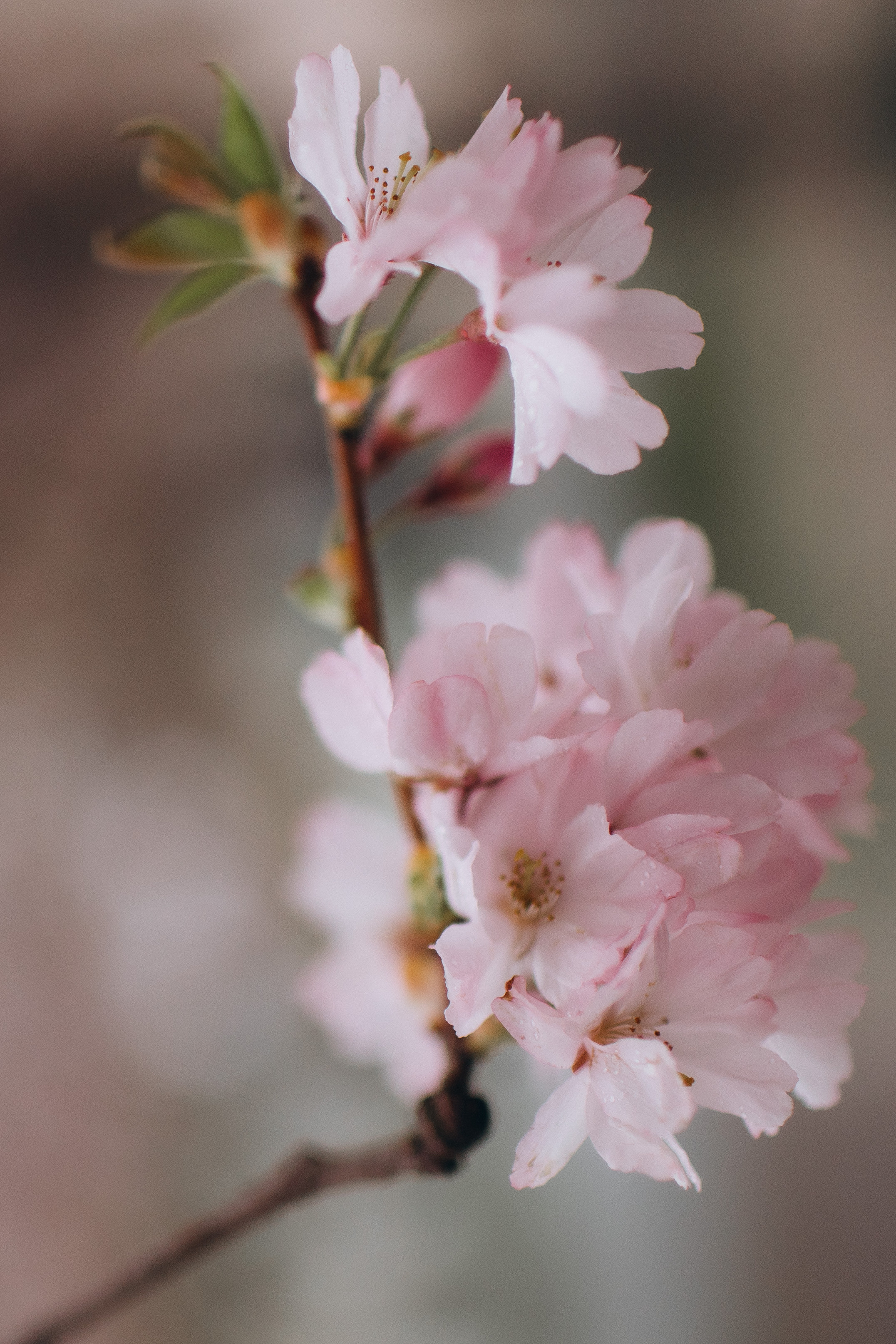 Kirschblüten. Kristina Podolyakova - Fotografin in Ludwigsburg