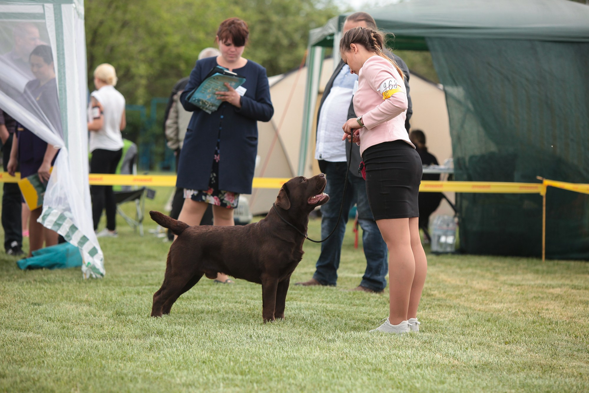 Newton. Цуценята лабрадор ретривера, Дніпро, Україна