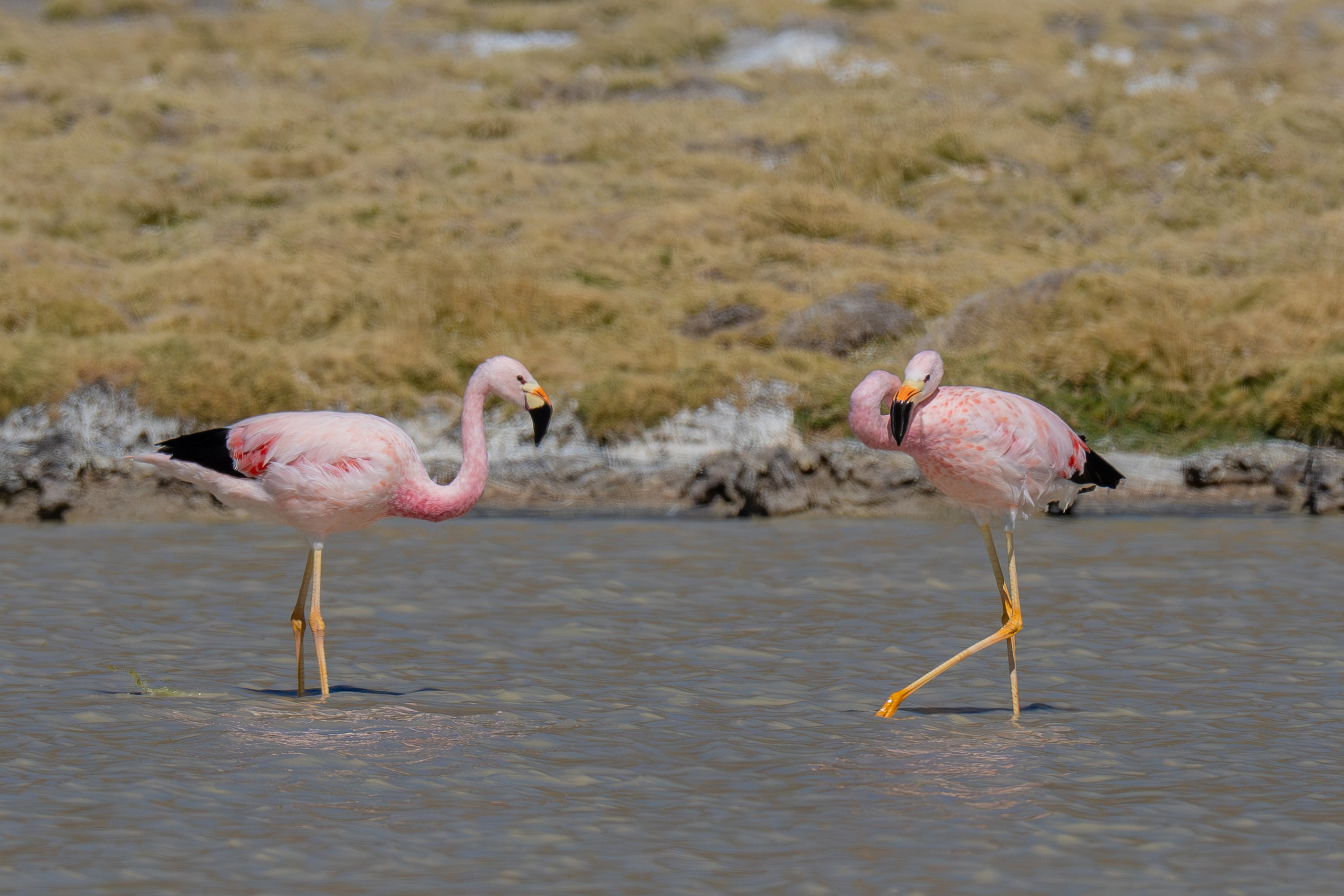 Flamencos. Nature photographer Yuri Soria-Galvarro