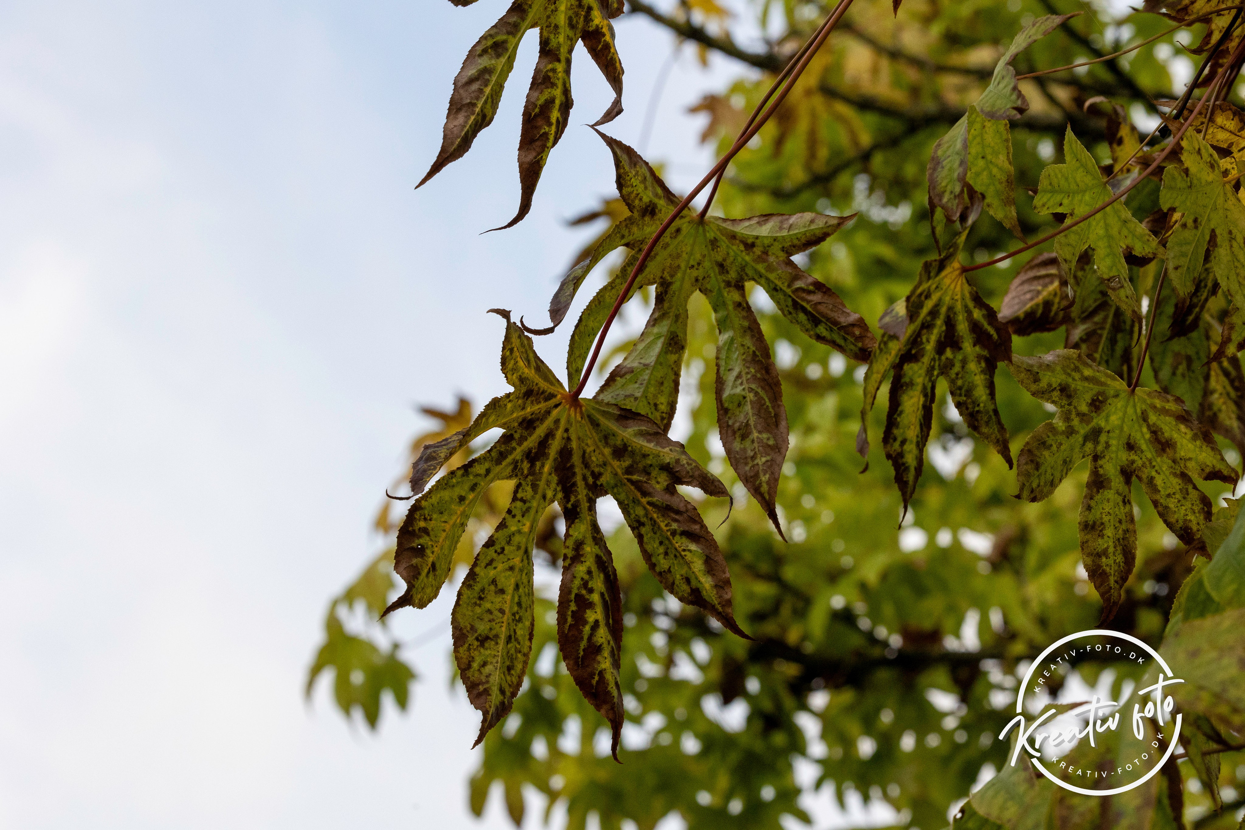 Efterår. Fotograf Aarhus | Portrætfoto Århus | Flotte billeder