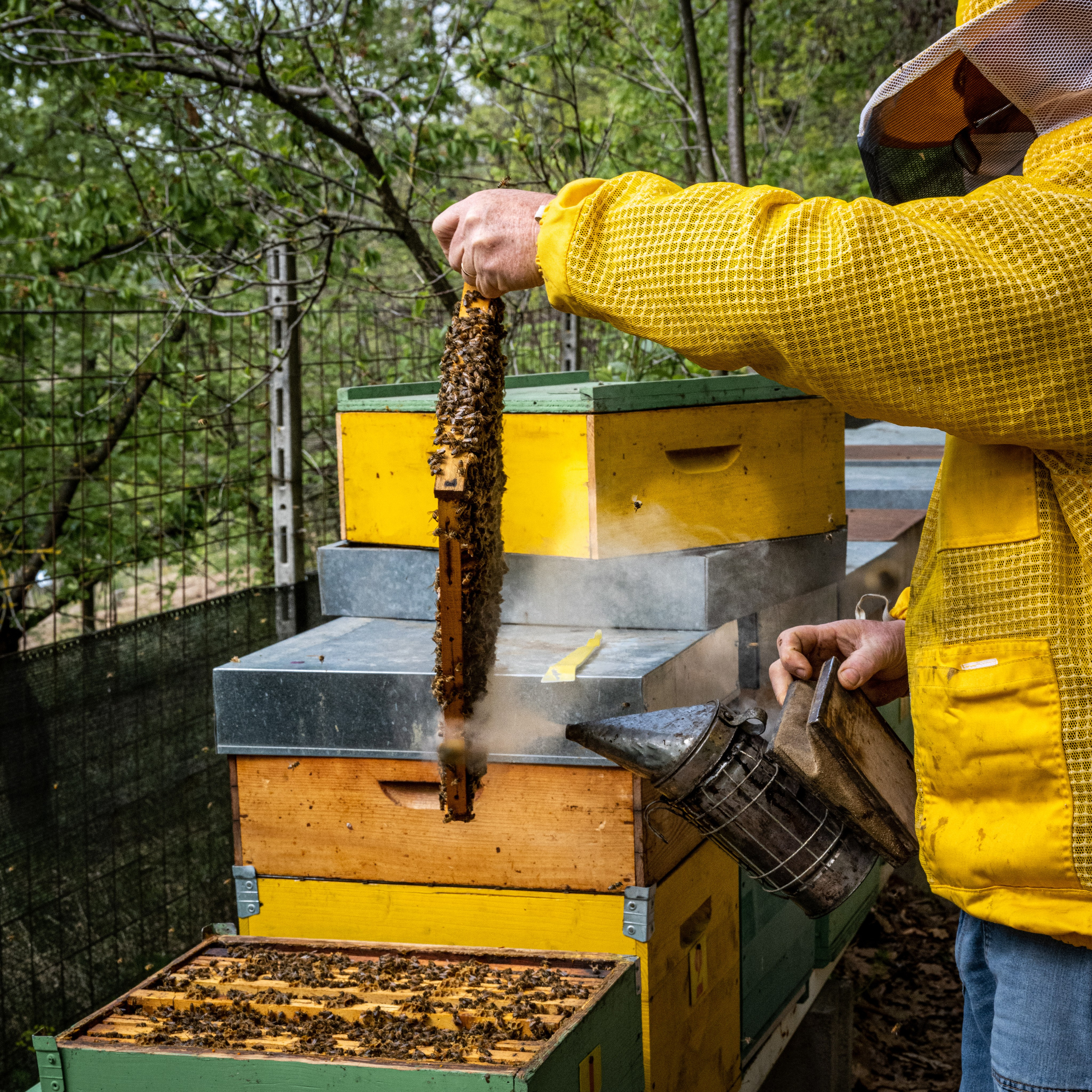 Apicultura Bergadano. “Gianmaria Coscia fotografo per passione”