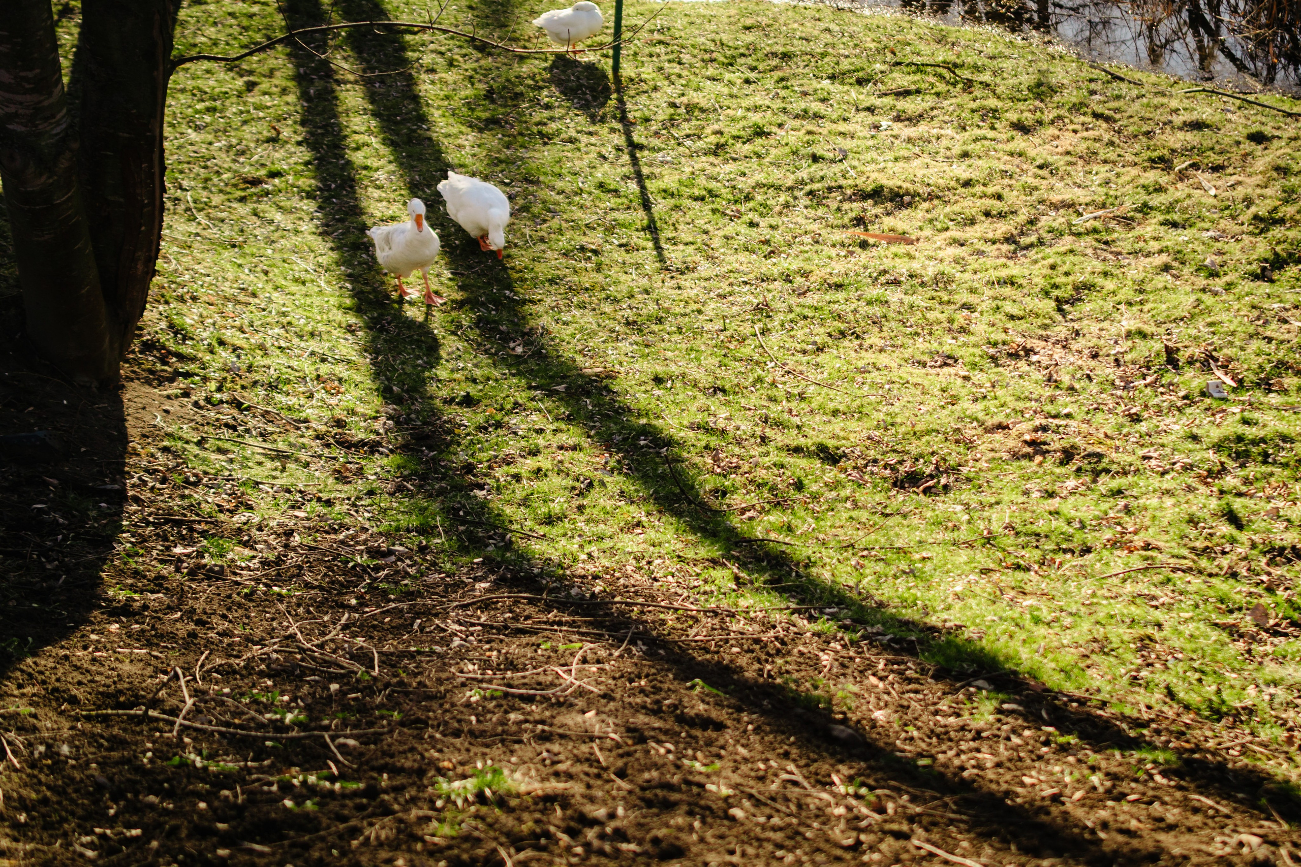 Sara’s Family. Foto-Video Nunta Iasi, Suceava, Bucuresti / Disponibilitate 2025 — 2026 — 2027
