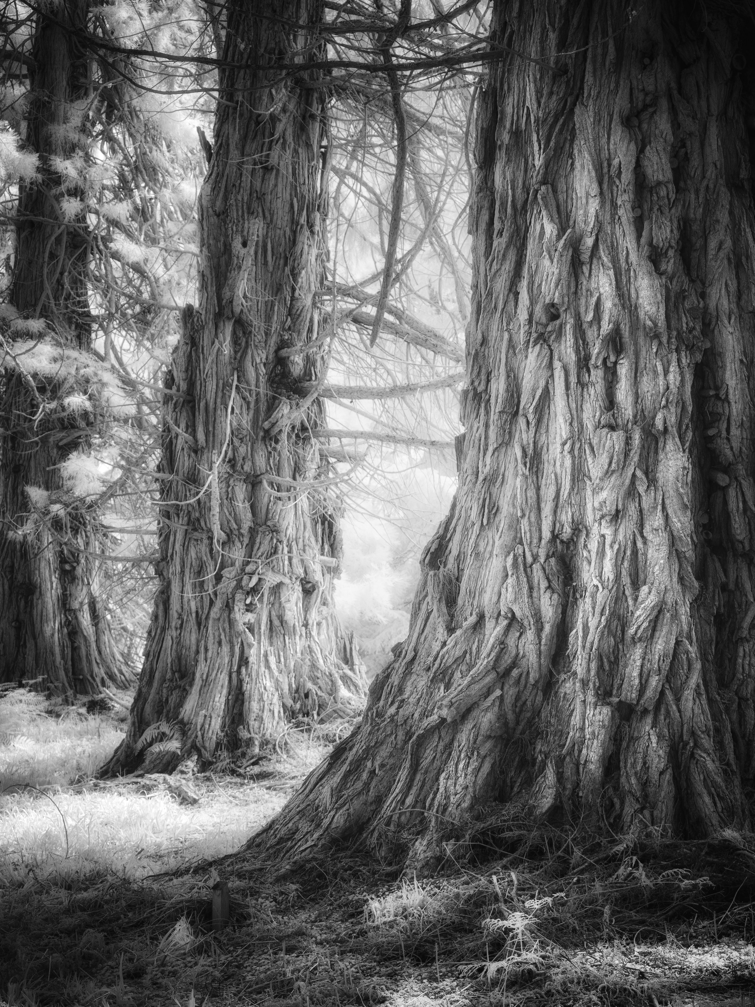 Trees. Infrared Scotland
