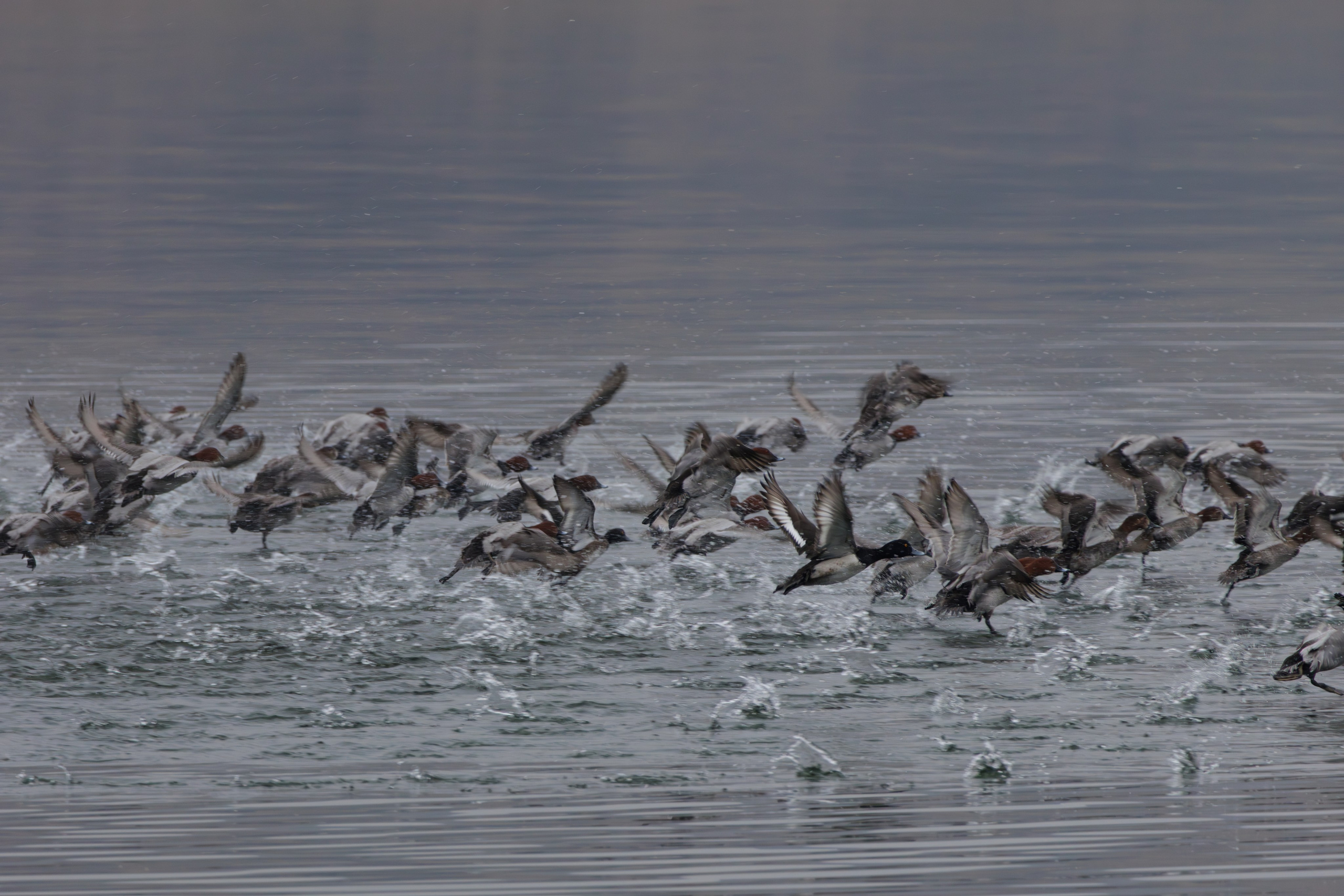 ბუნება. FramefreeMan