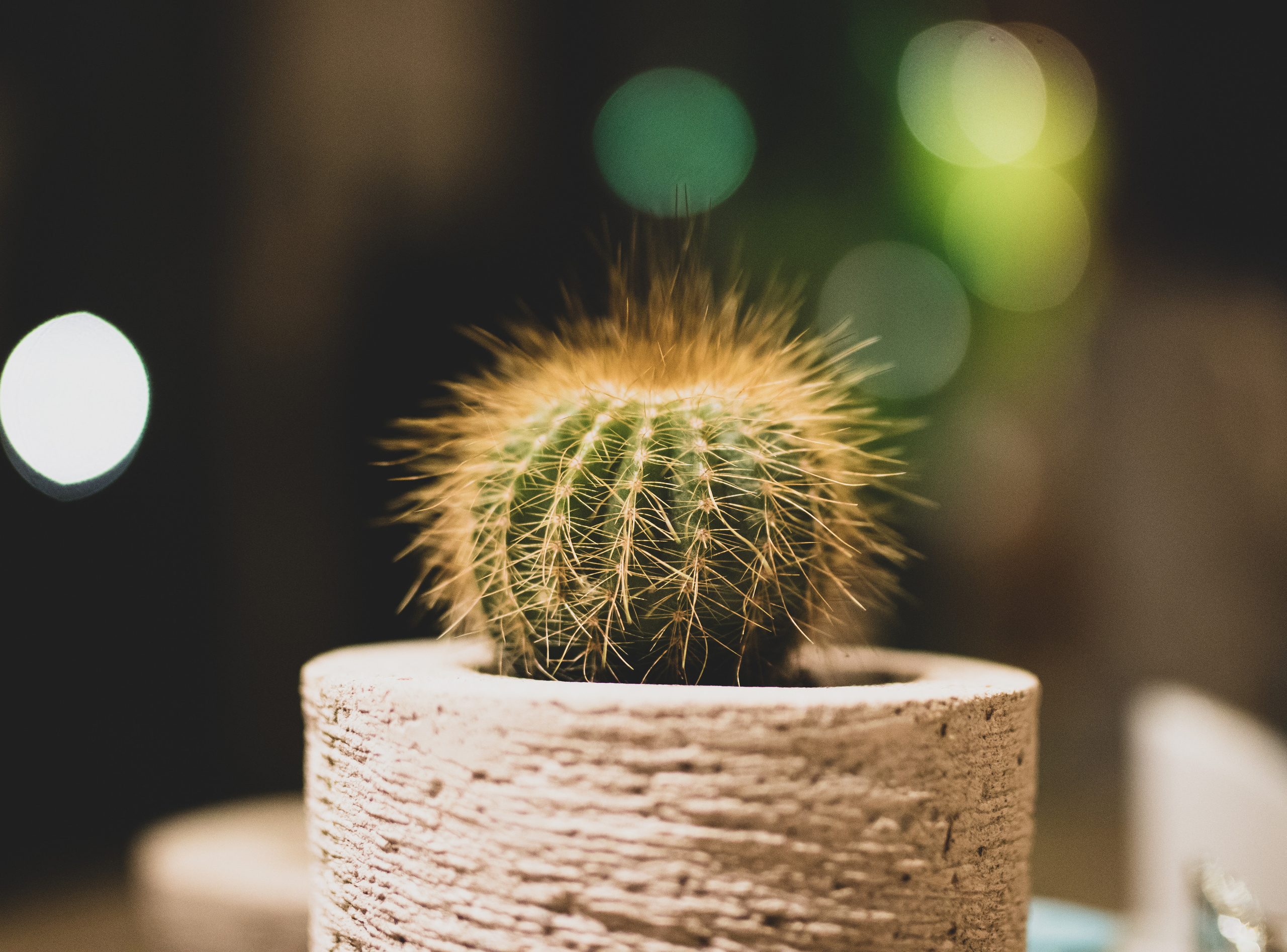 fotografija malog kaktusa