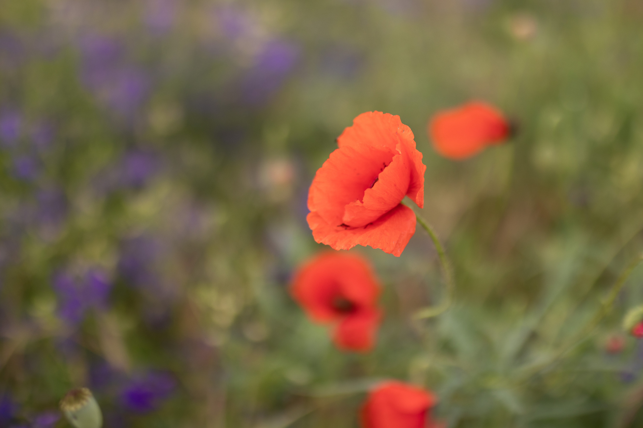 fotografija crvenog cveća