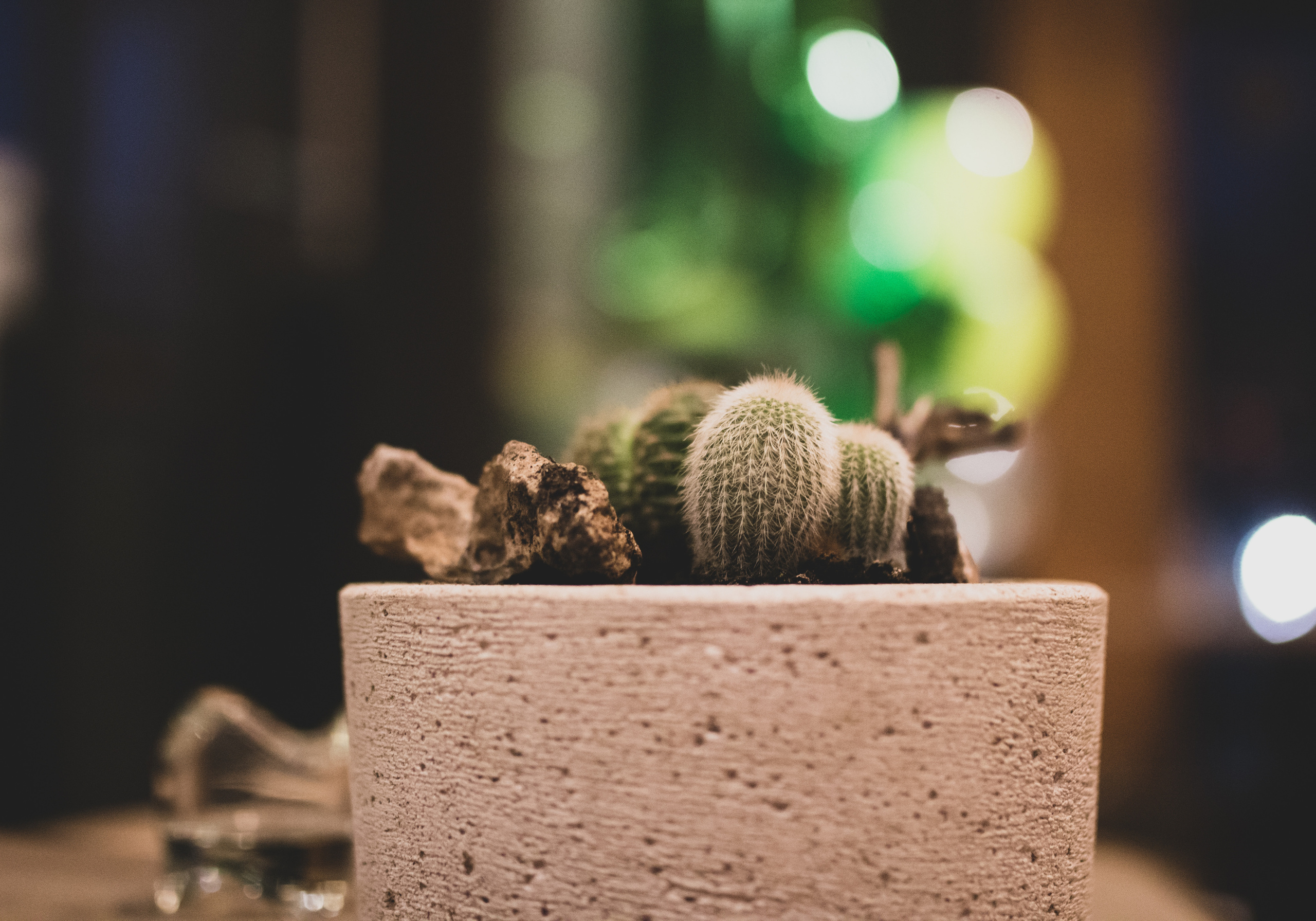 fotografisanje kaktusa