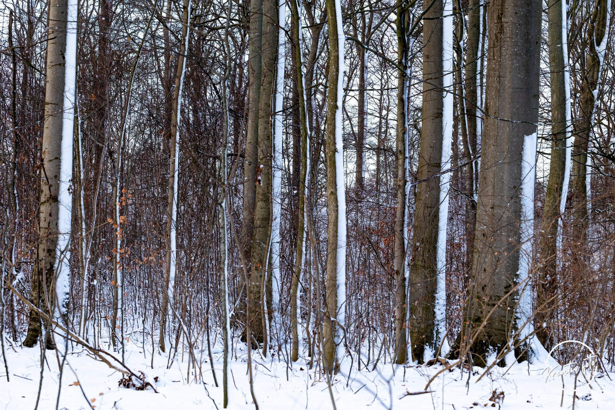Vinter. Fotograf Aarhus | Portrætfoto Århus | Flotte billeder