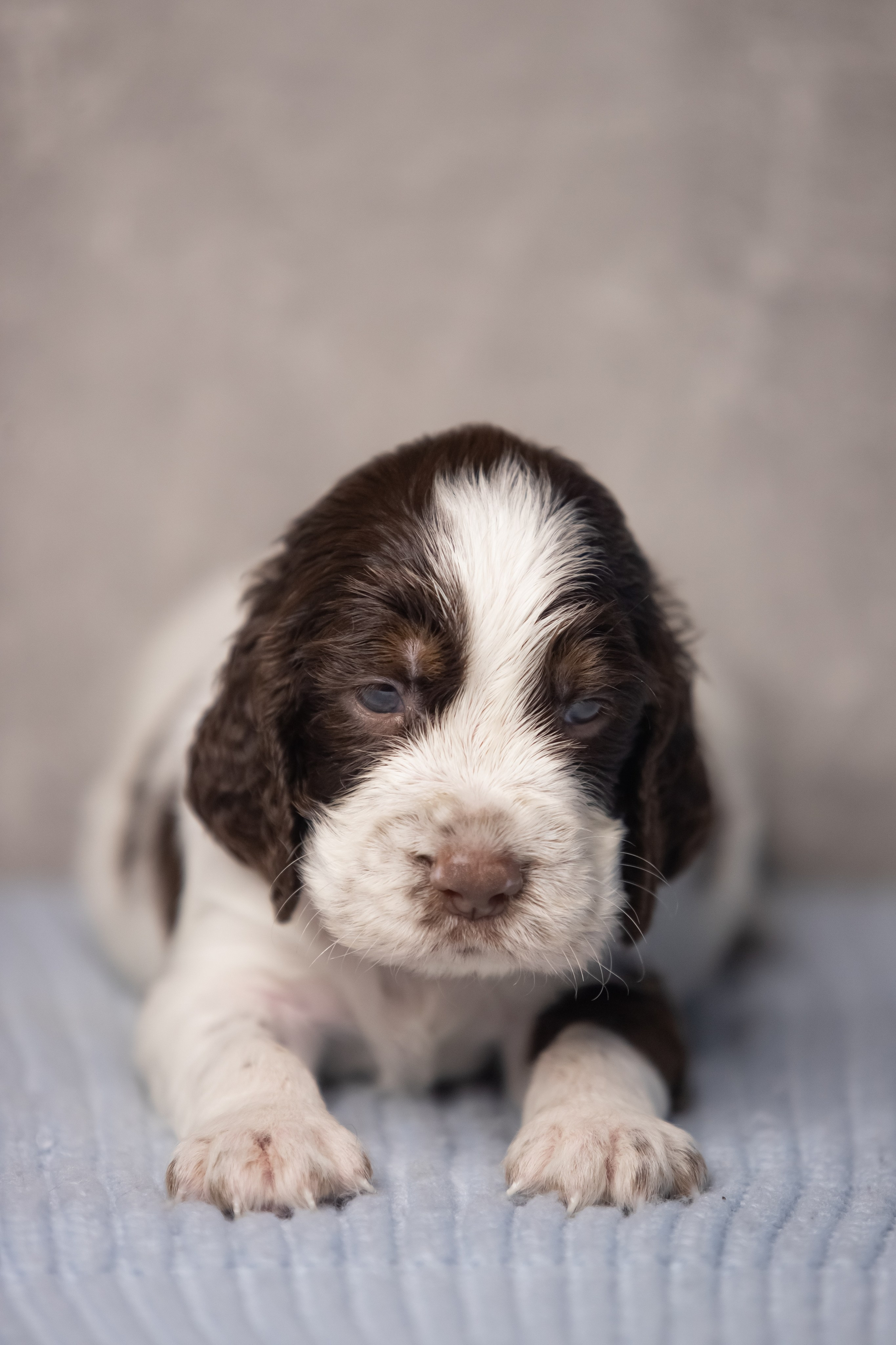 Male — Yellow collar 💛. Website of the titled stud dog of the Springer Spaniel breed