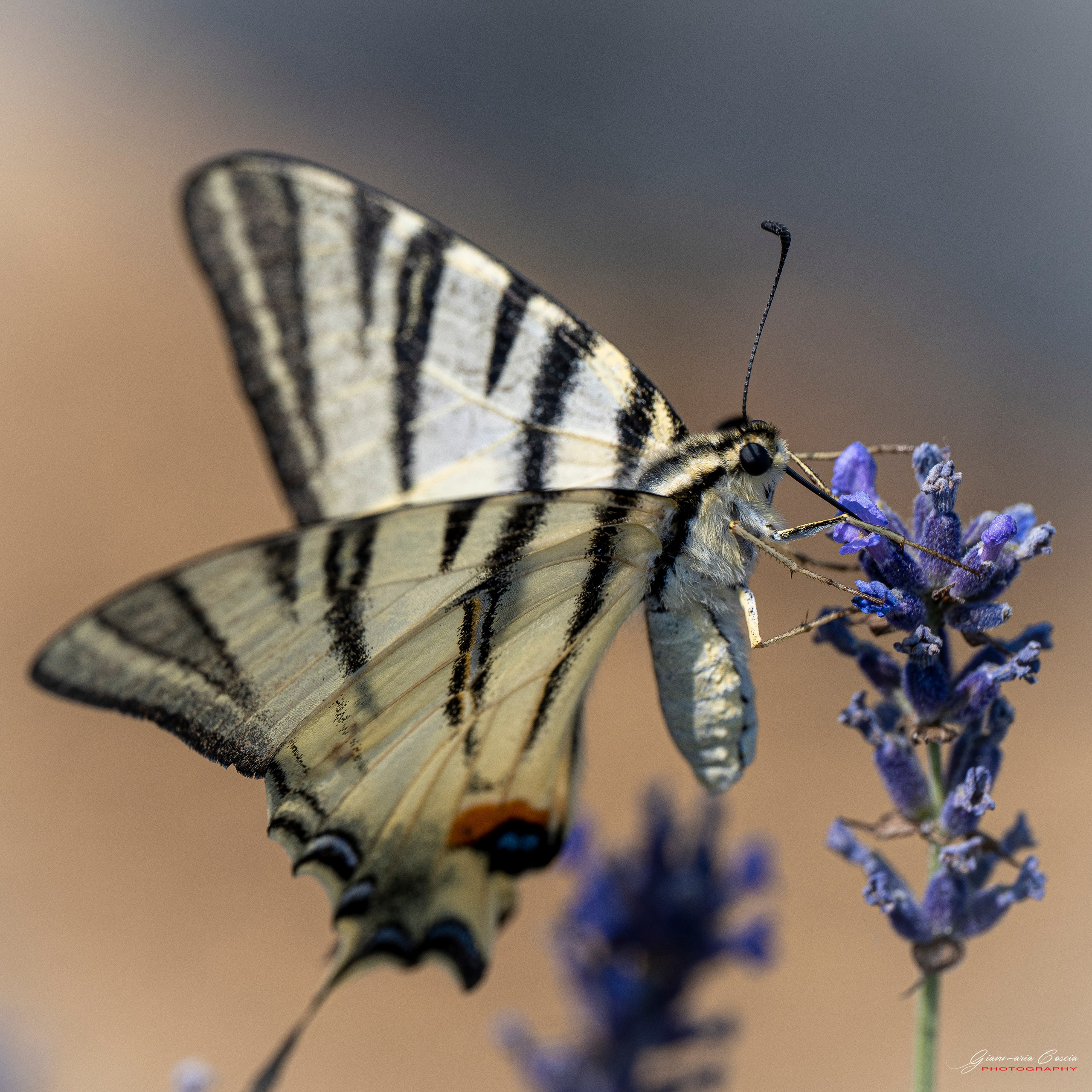 Farfalle. “Gianmaria Coscia fotografo per passione”