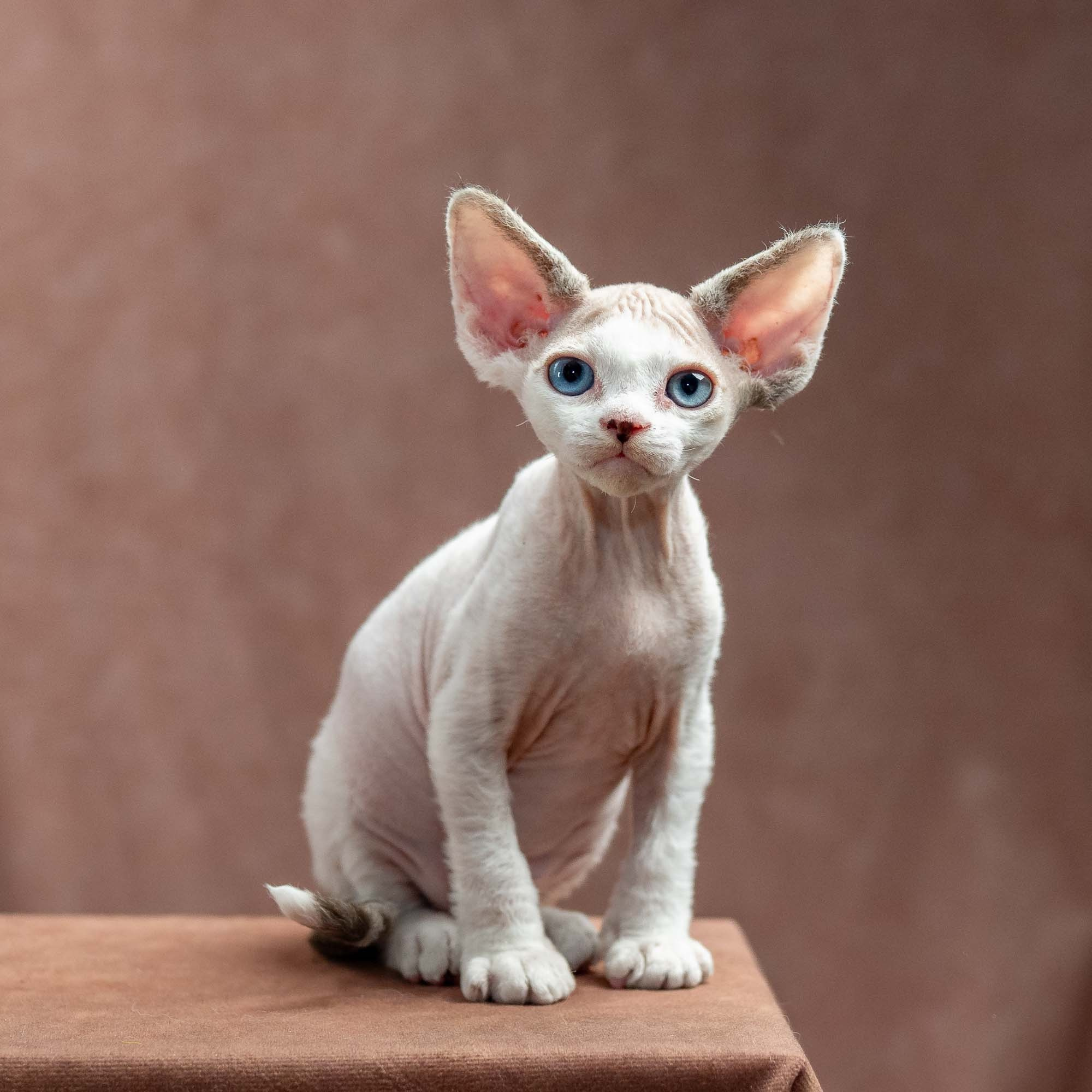 Frosttip, boy, born on 01.01.25. Devon Rex Pixie Cattery