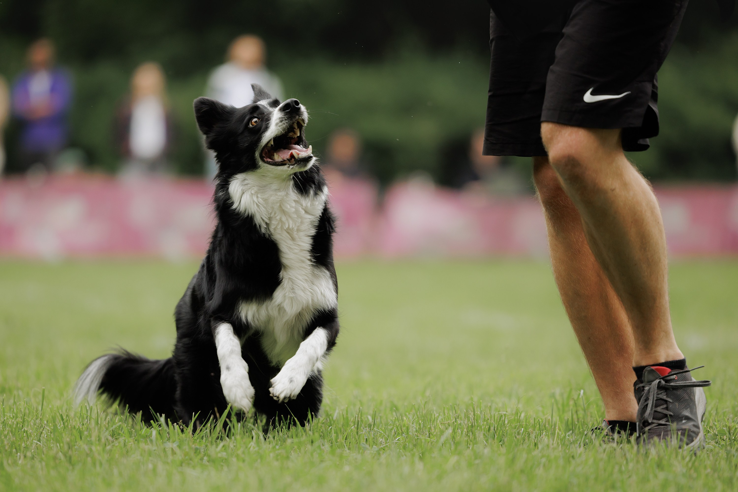 Latające psy, Wrocław'25. Kaja | fotograf psów we Wrocławiu