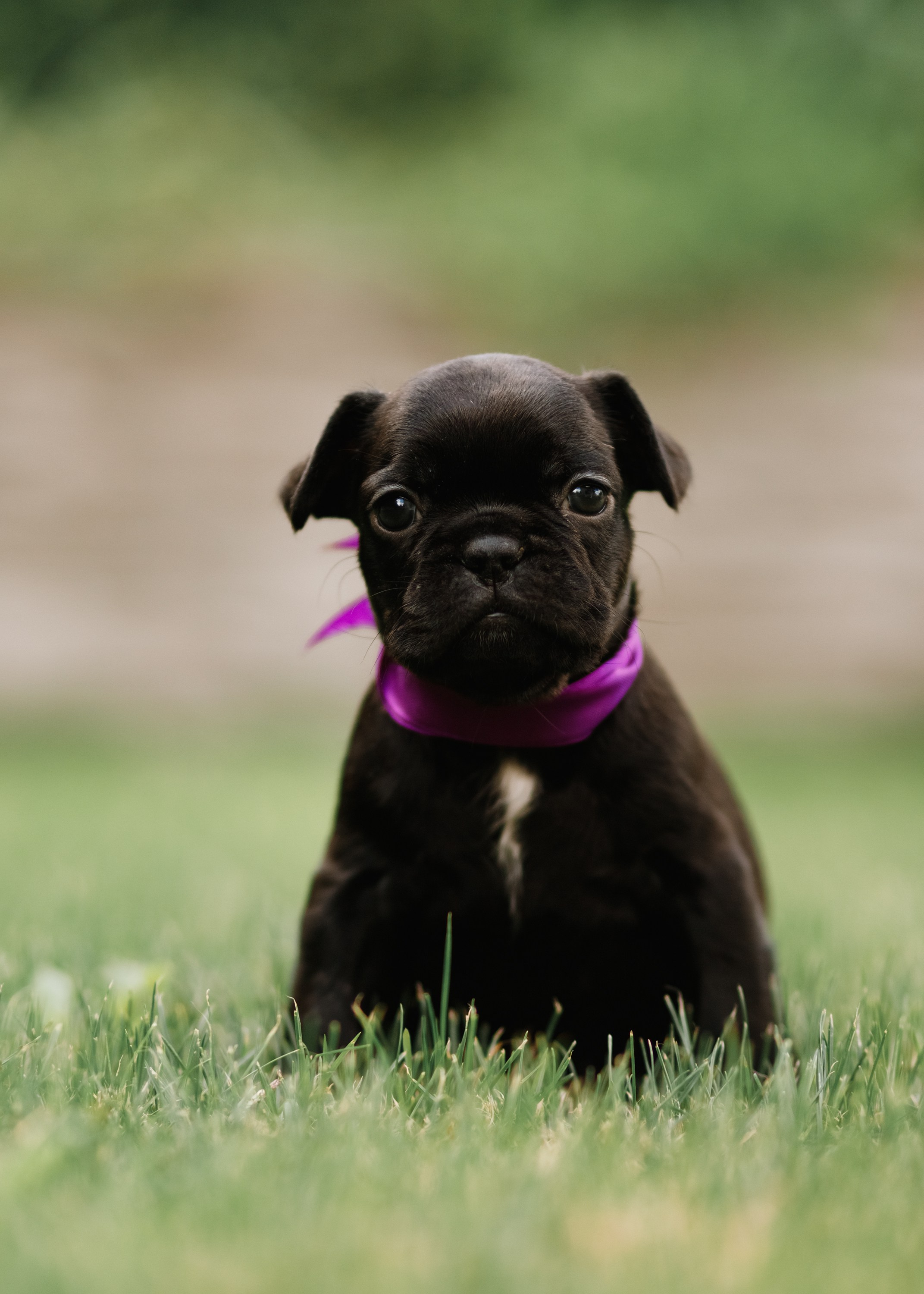 French bulldog puppies. Kaja | fotograf we Wrocławiu | ludzie i psy
