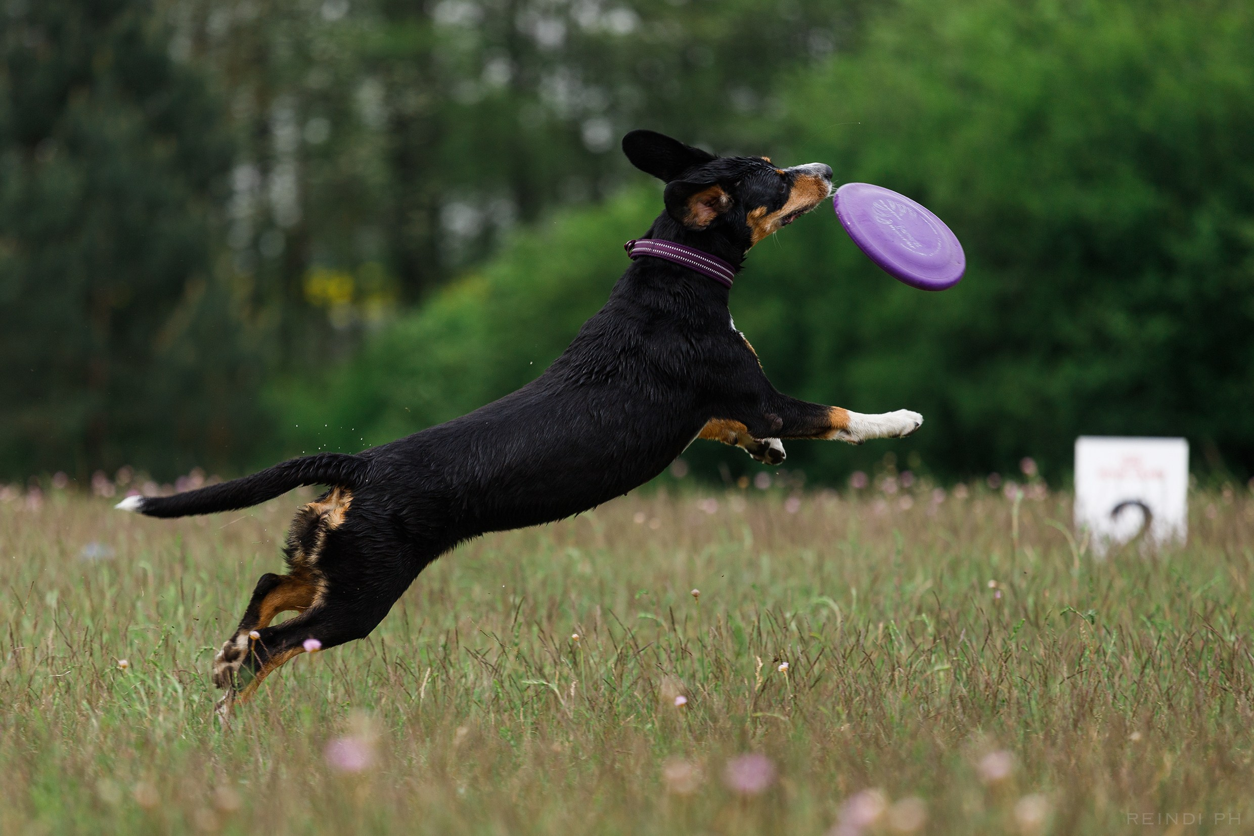 Dog frisbee championship | summer. Kaja | fotograf we Wrocławiu | ludzie i psy