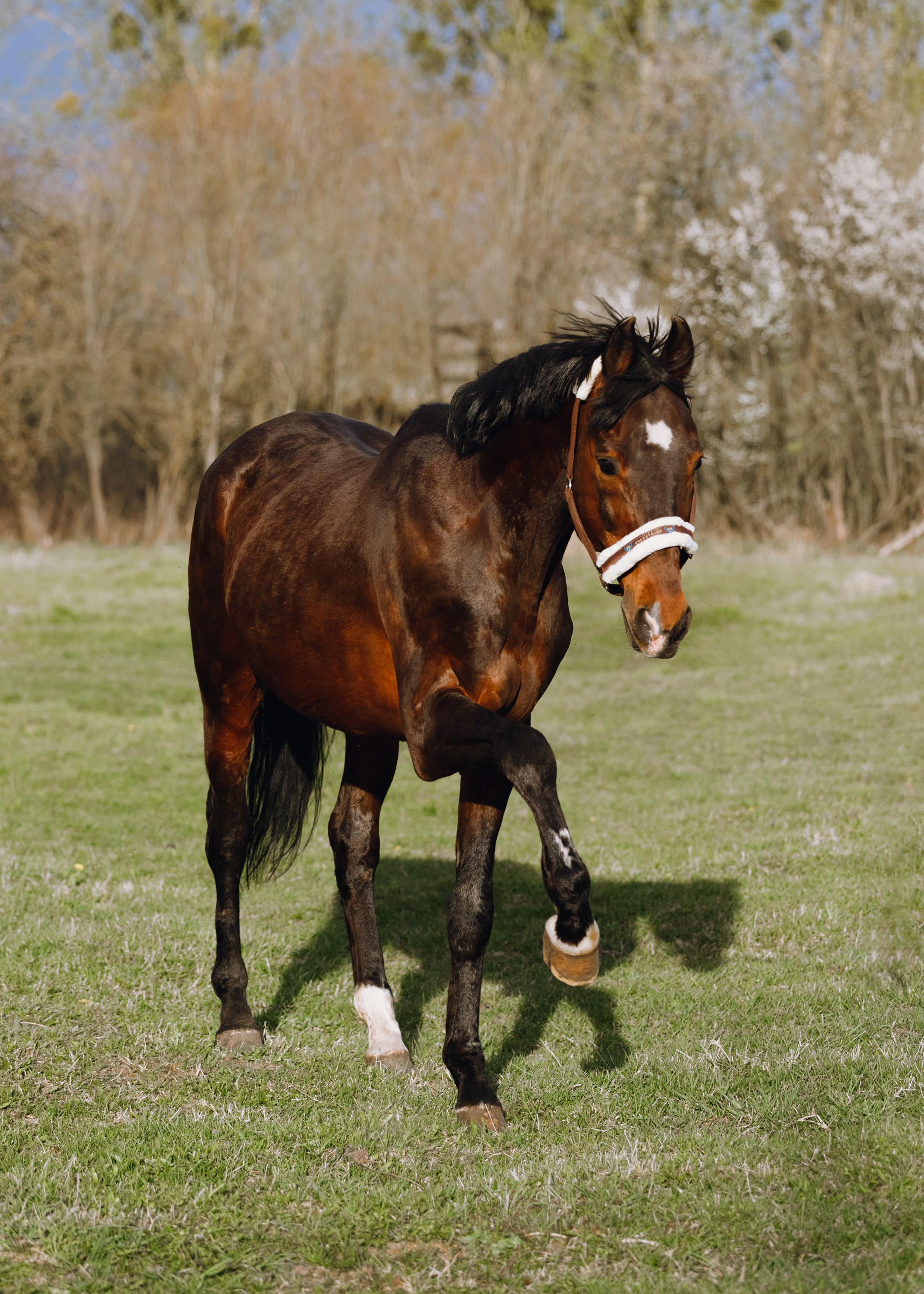 Vykup. Kaja | fotograf psów we Wrocławiu
