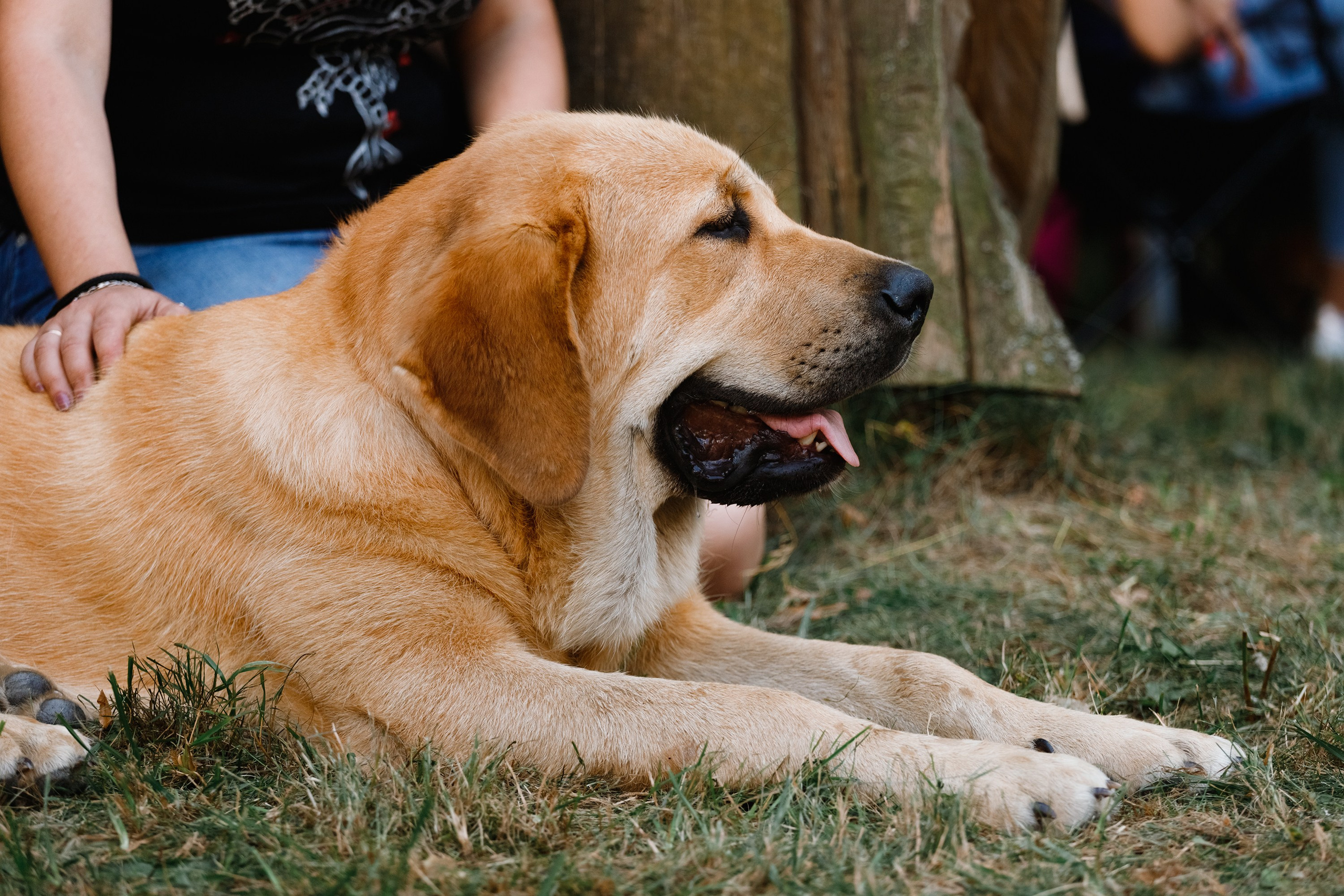 «Argus» dog show in Brest. Kaja | fotograf we Wrocławiu | ludzie i psy