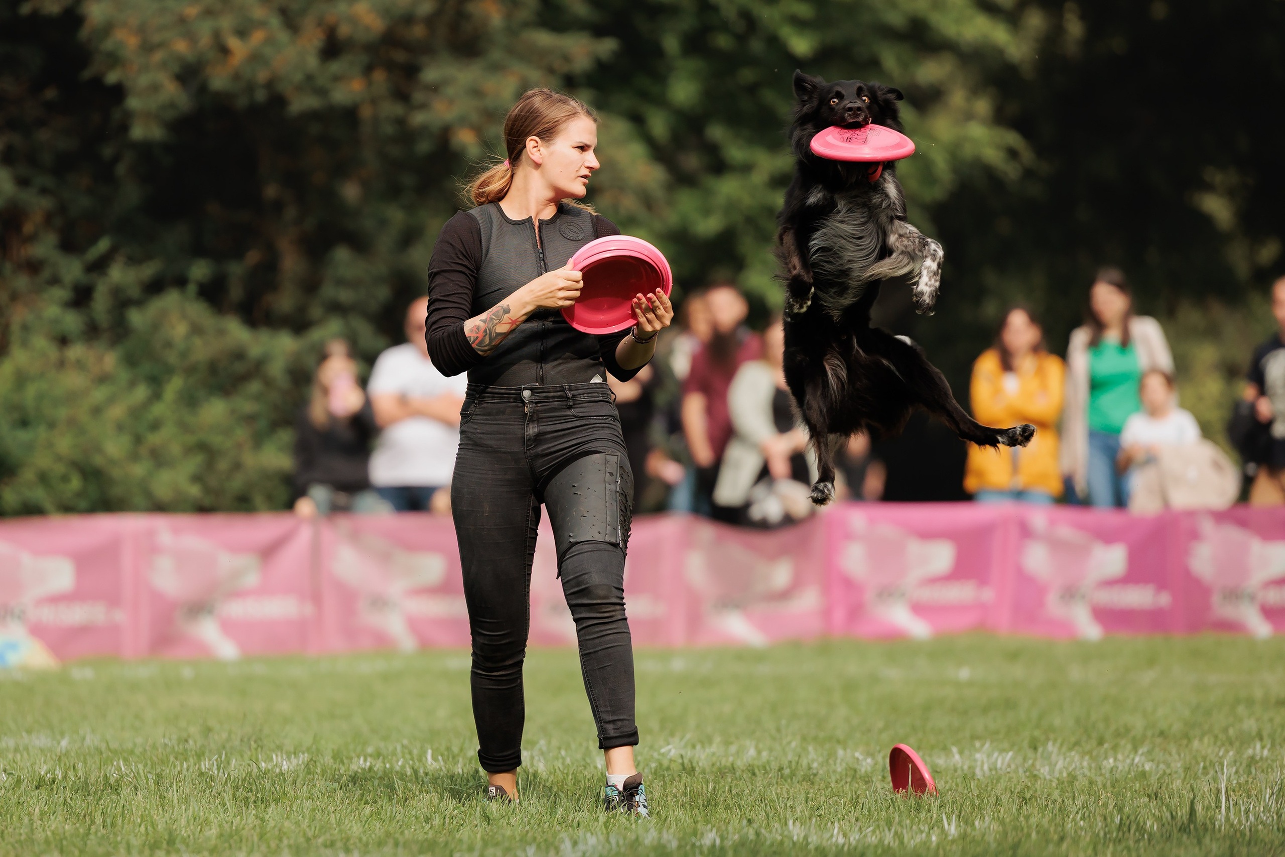 Latające psy, Wrocław'25. Kaja | fotograf psów we Wrocławiu