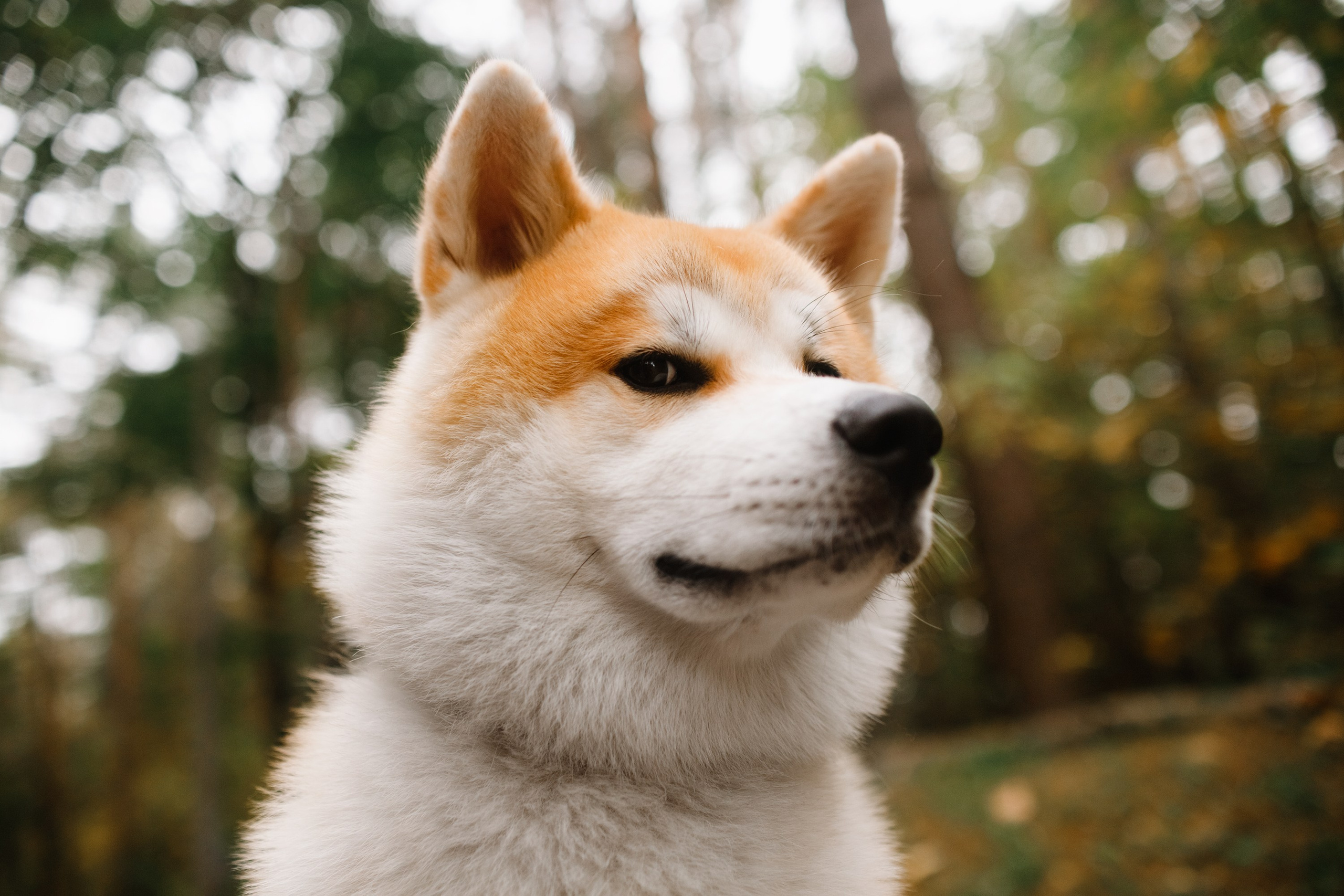 Maria & Kenji. Kaja | fotograf we Wrocławiu | ludzie i psy