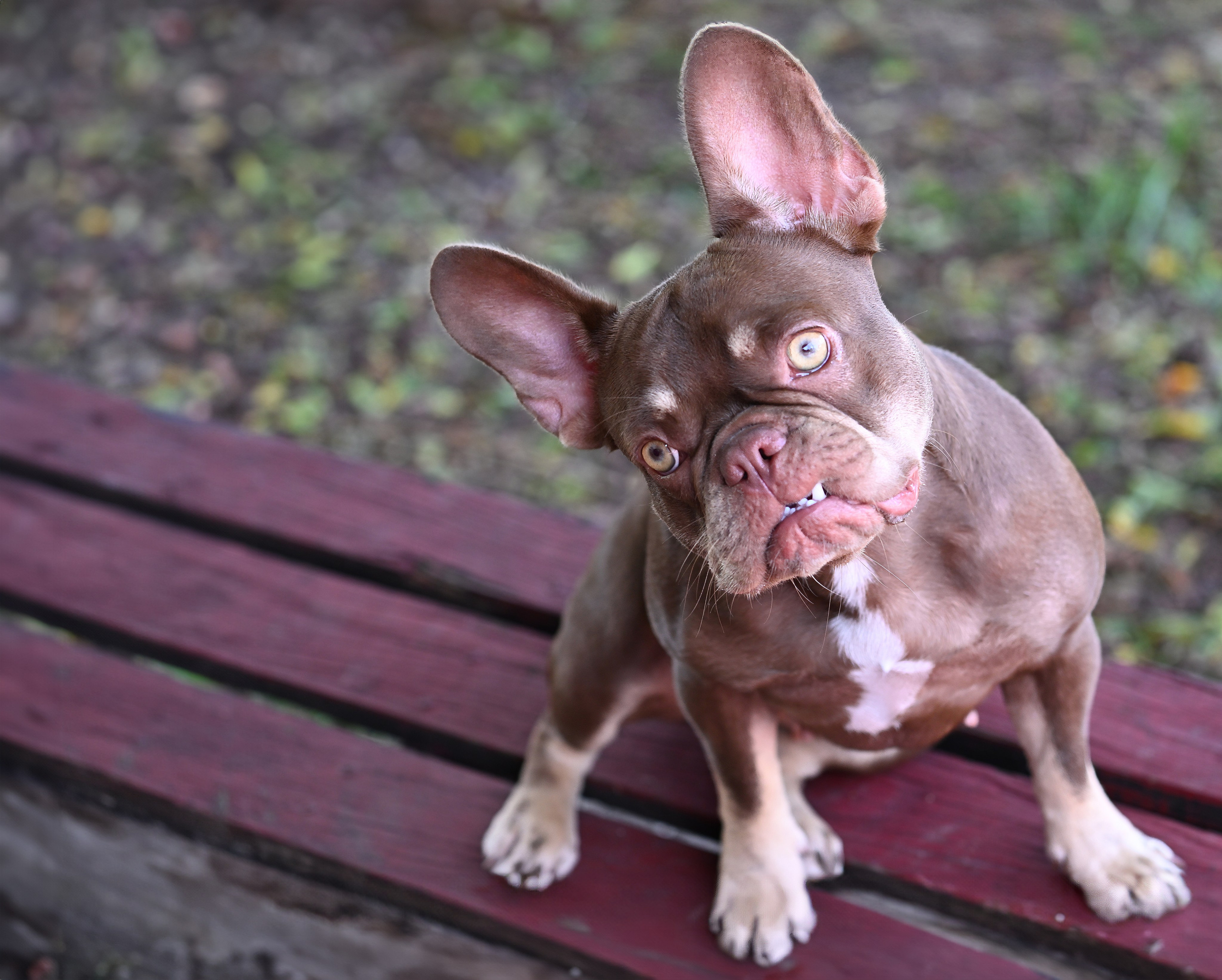 French Bulldogs. Katerina Royter Pet Photographer North Florida