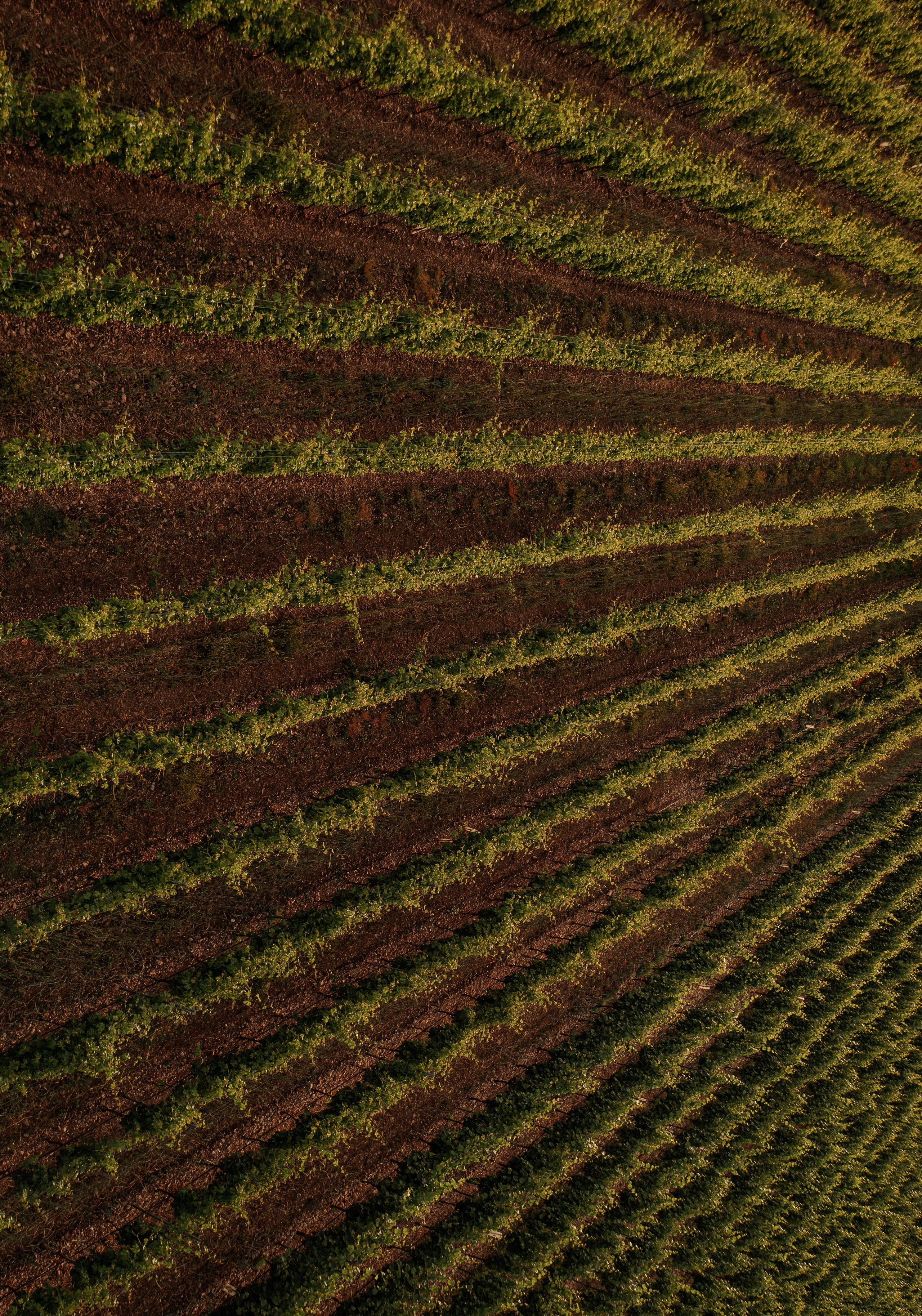 Estates Costa Lazaridi