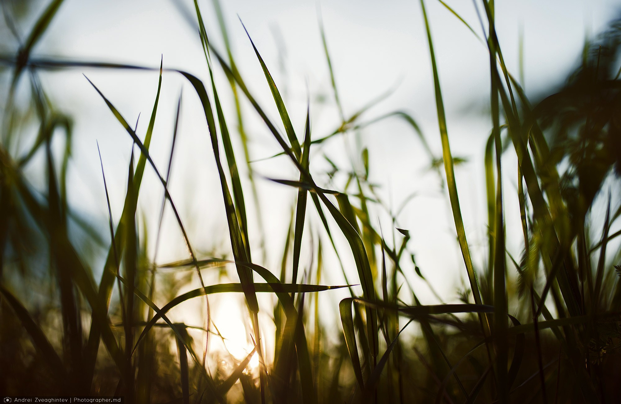 Fotograf natura in Moldova - Andrei Zveaghintev. Fotograf nunta si familie in Moldova, Chisinau - Andrei Zveaghintev