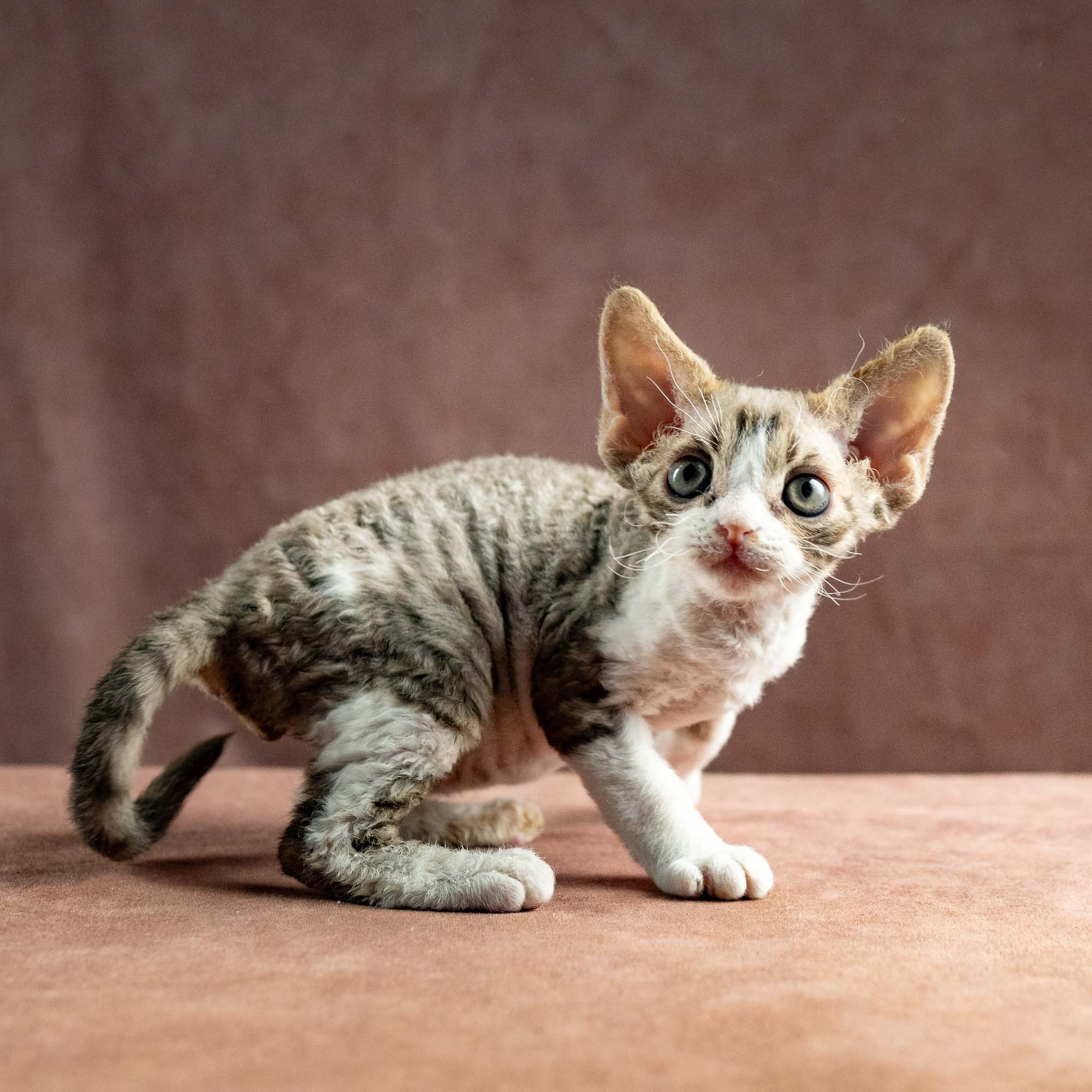 Hugo, boy, born 04.20.25. Devon Rex Pixie Cattery