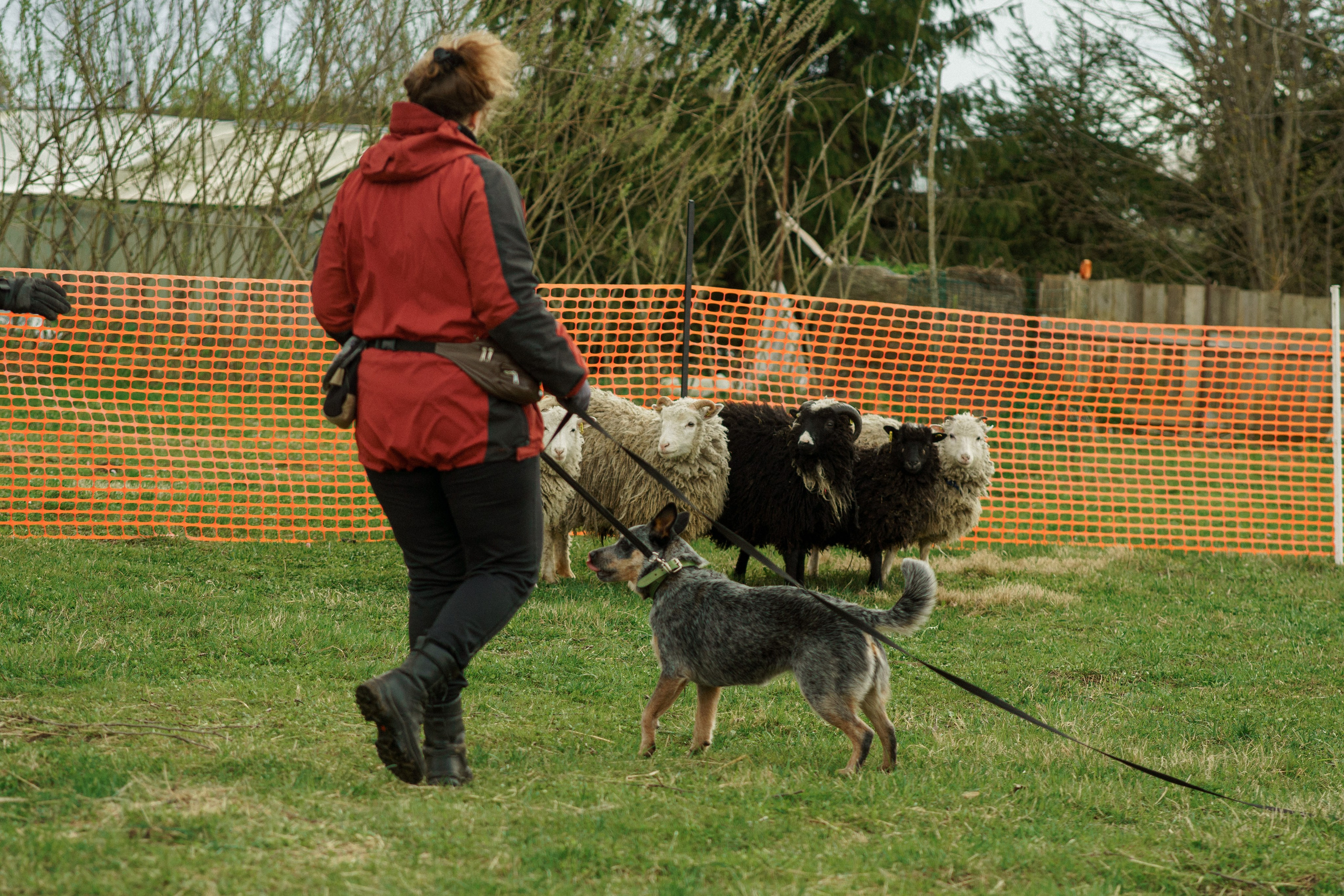 Herding Days, 26 apr. 2025. Kat Laisaar — Pet photographer in Tallinn