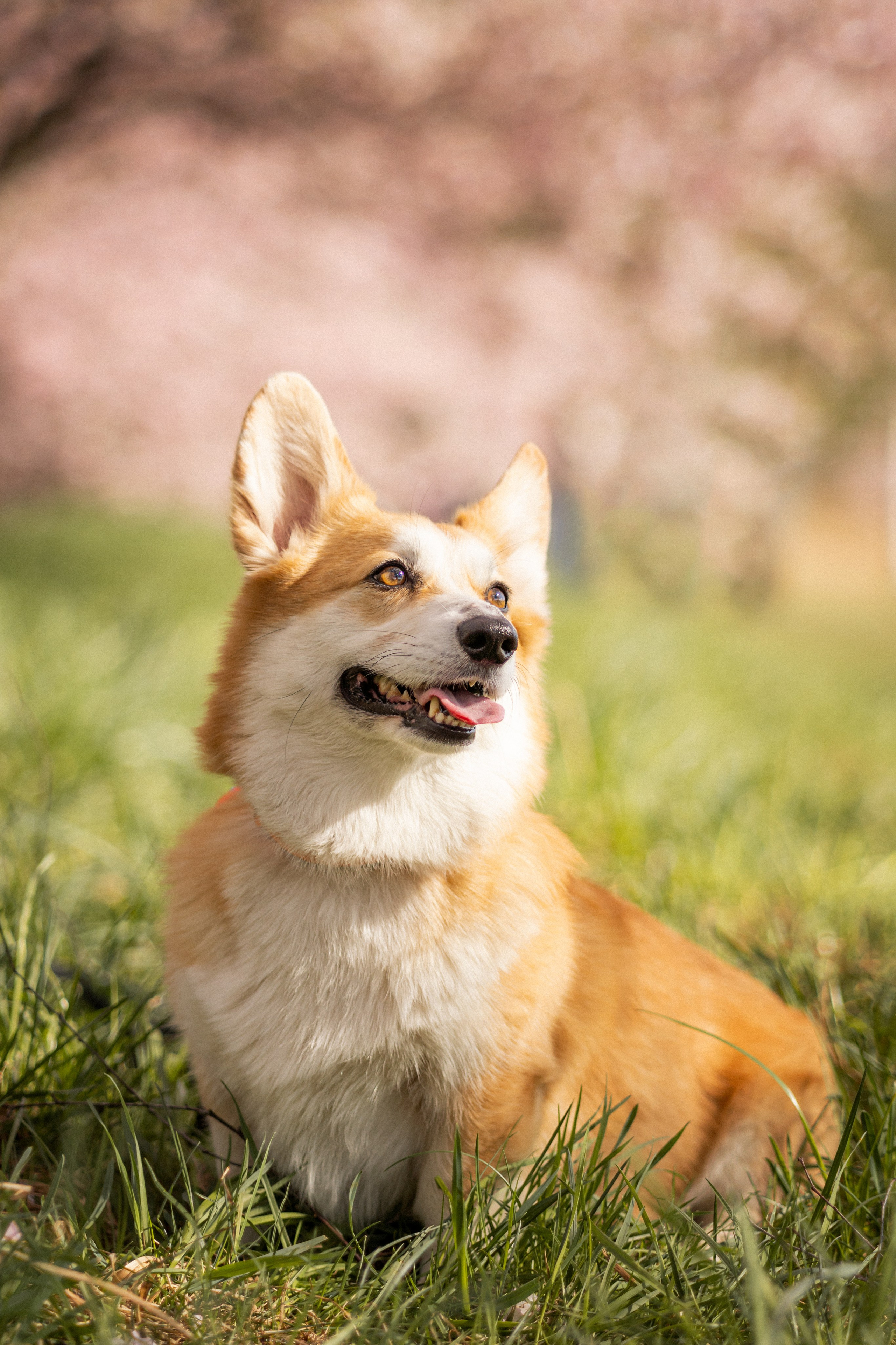 Corgis in Sakura blossom. Kat Laisaar — Pet photographer in Tallinn
