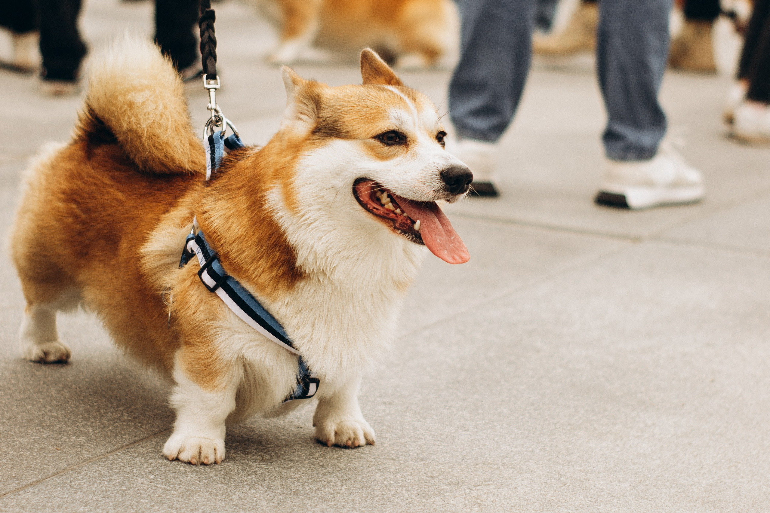 Corgi party, september. Kat Laisaar — Pet photographer in Tallinn