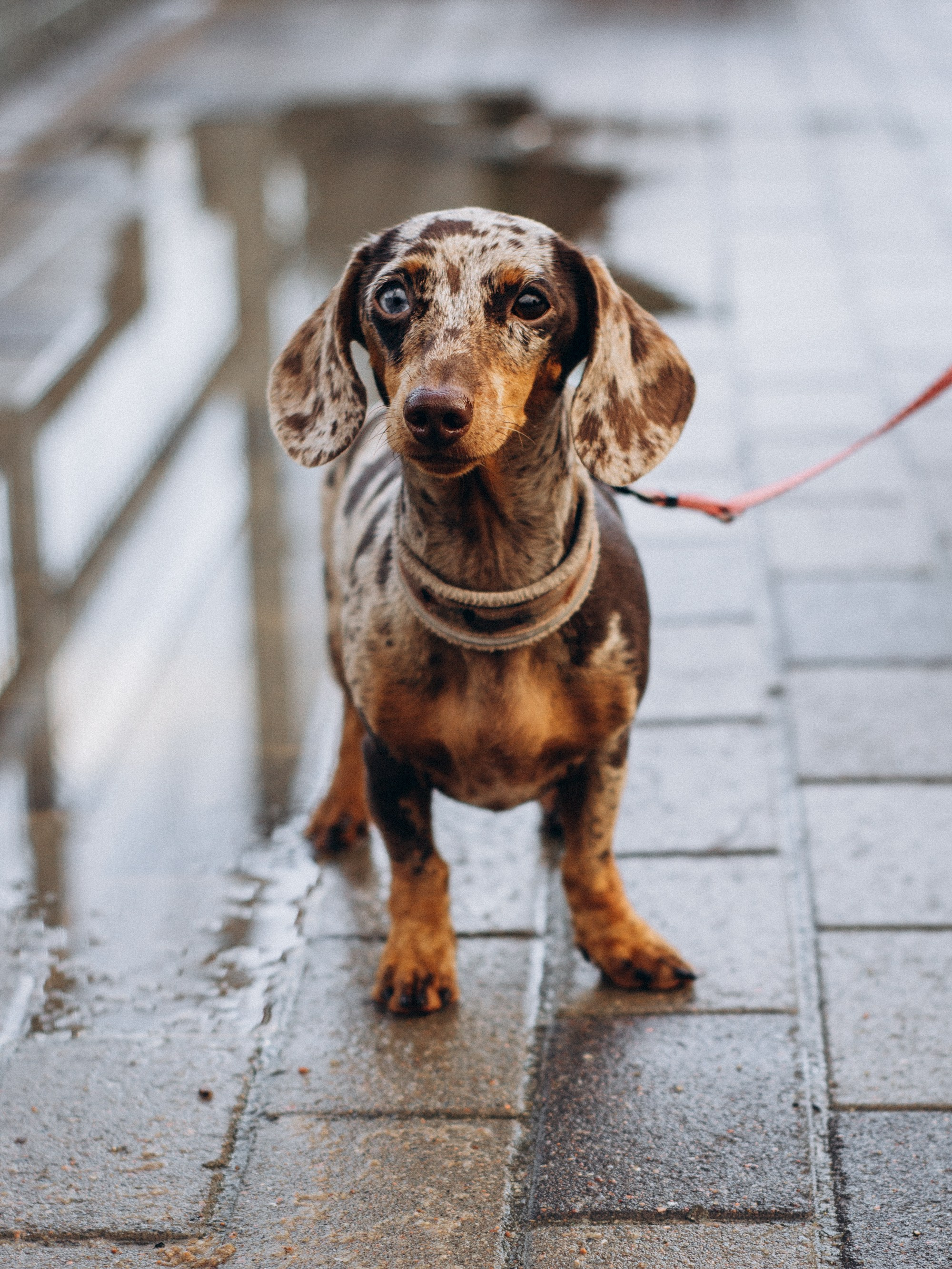Dog Street Photography in Estonia. Kat Laisaar — Pet photographer in Tallinn
