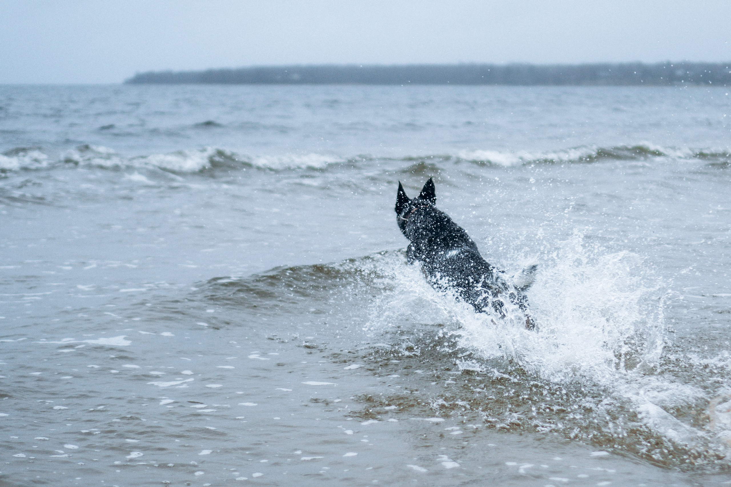 Polina and her Dakota, Australian Cattle Dog. Kat Laisaar — Pet photographer in Tallinn